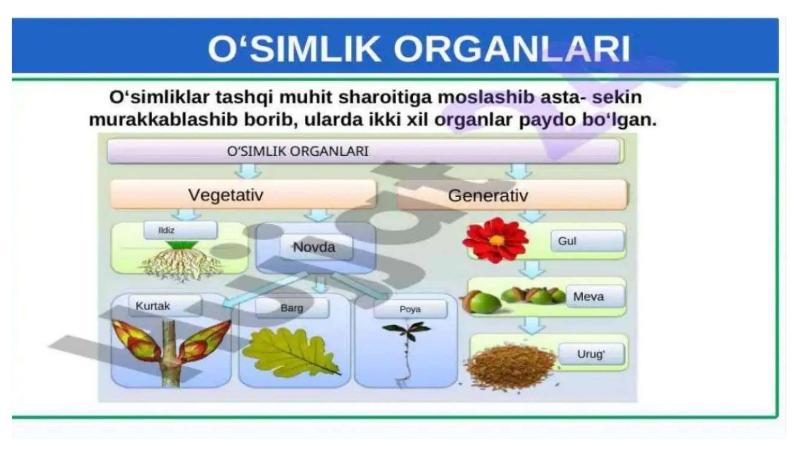 O'zbekiston o'simliklar dunyosi 3