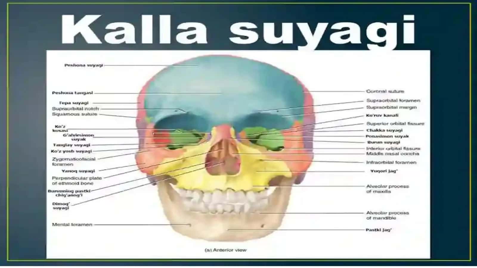 Yuqori jag‘ va yuz sohasi fassial bo‘shliqlarining anatomiyasi 3