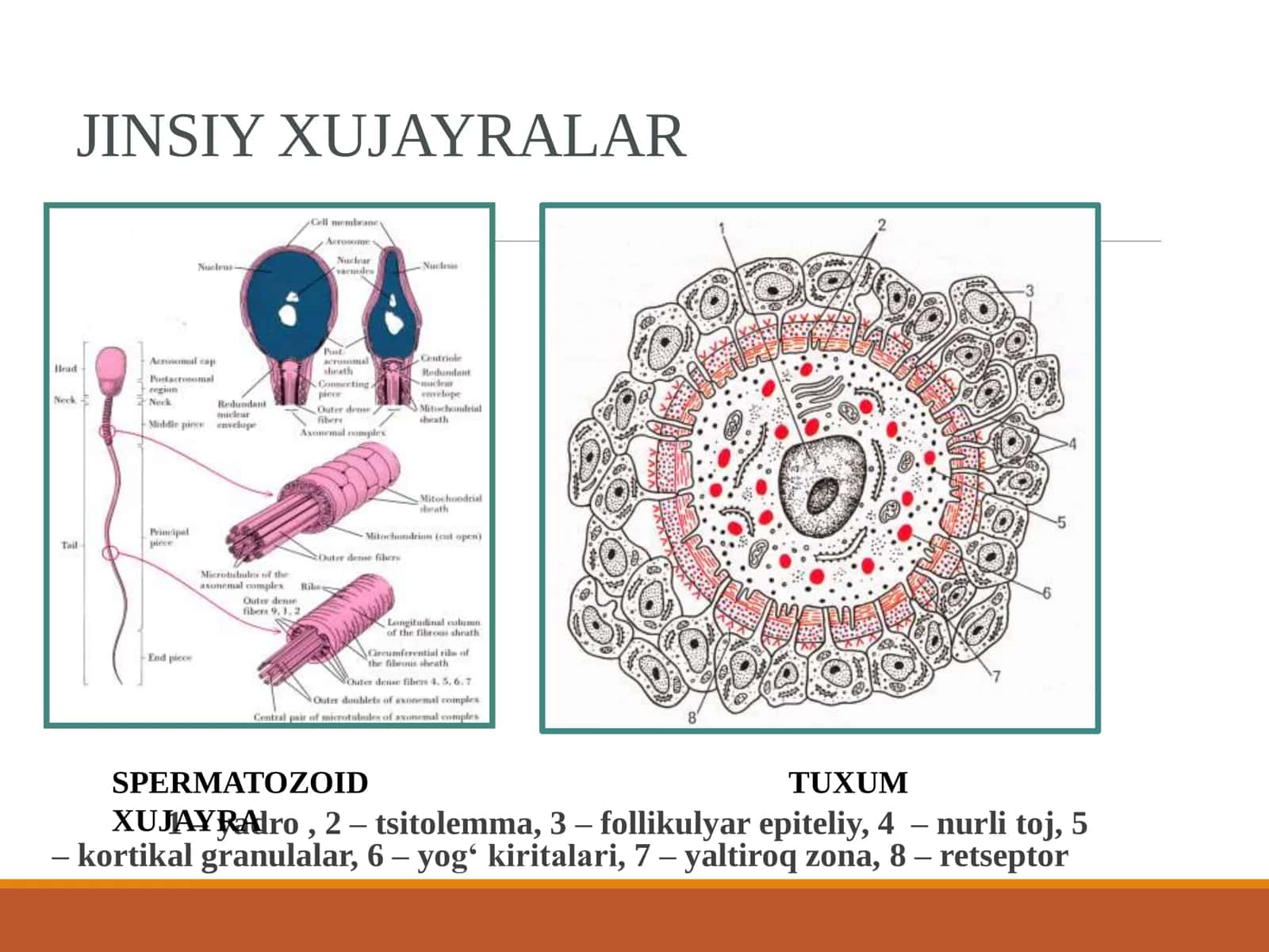 Embriyogenetika 3