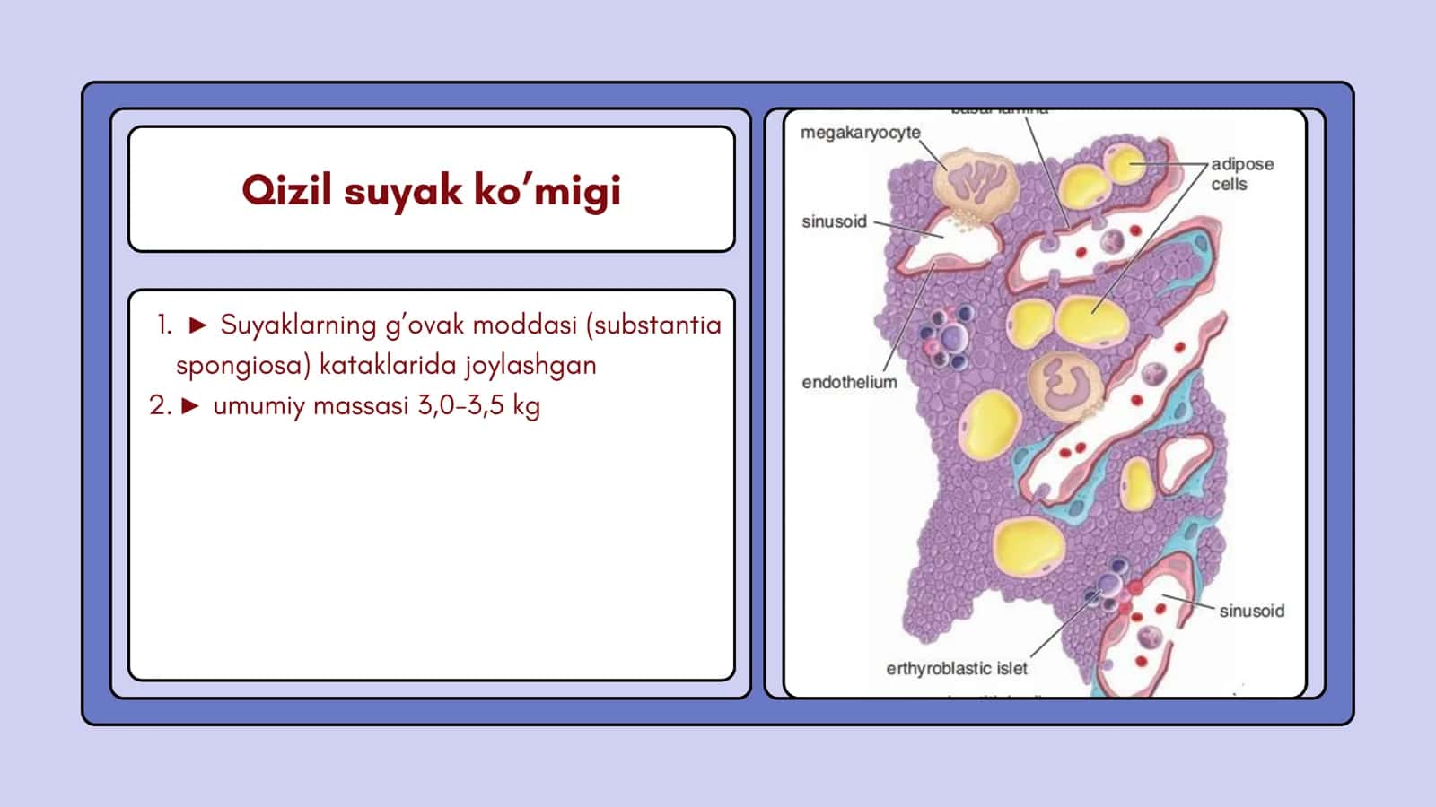 Immun va gemopoetik sistema 3