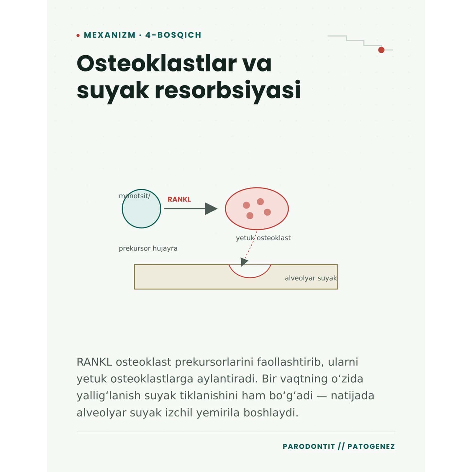 Parodontit nima va uning patalogiyasi 3