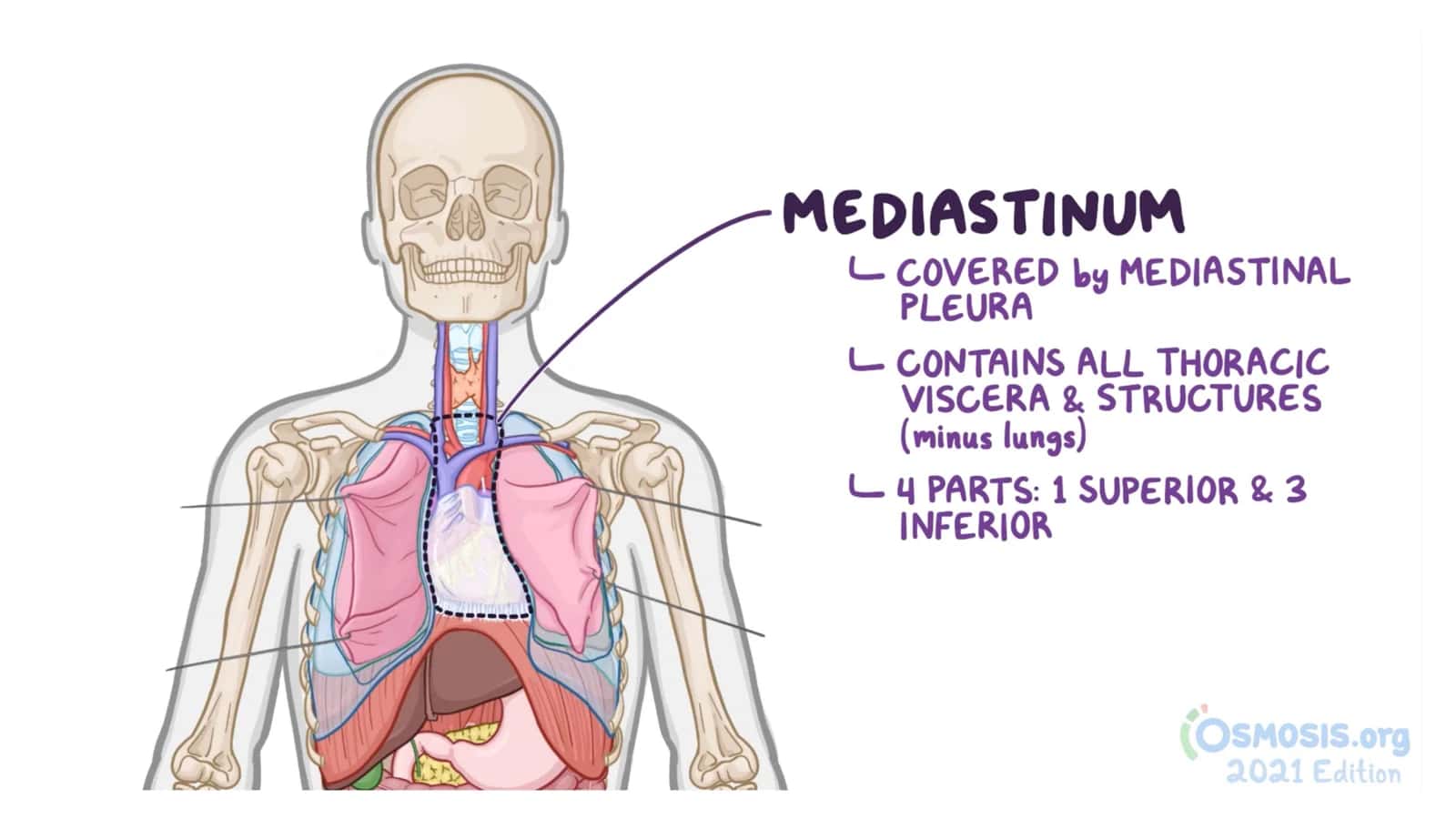 Mediastinum 3