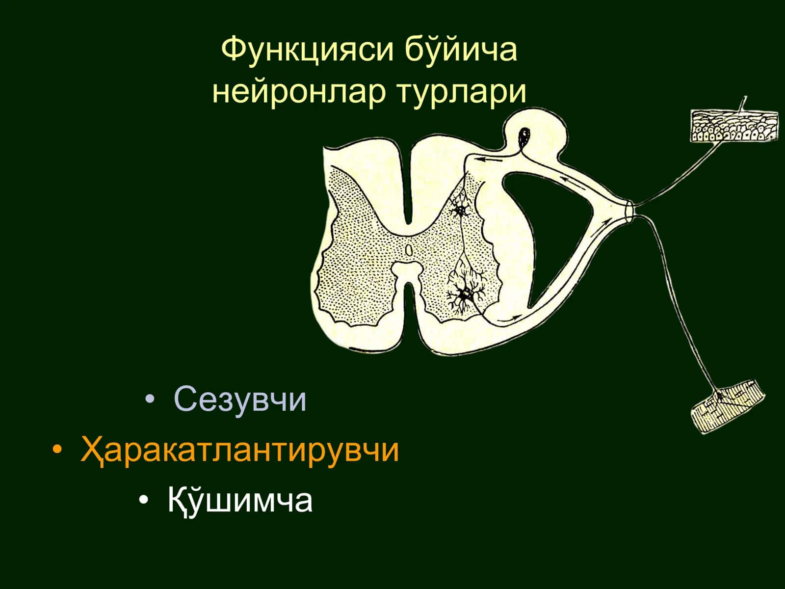 Ўтказувчи йўллар 3