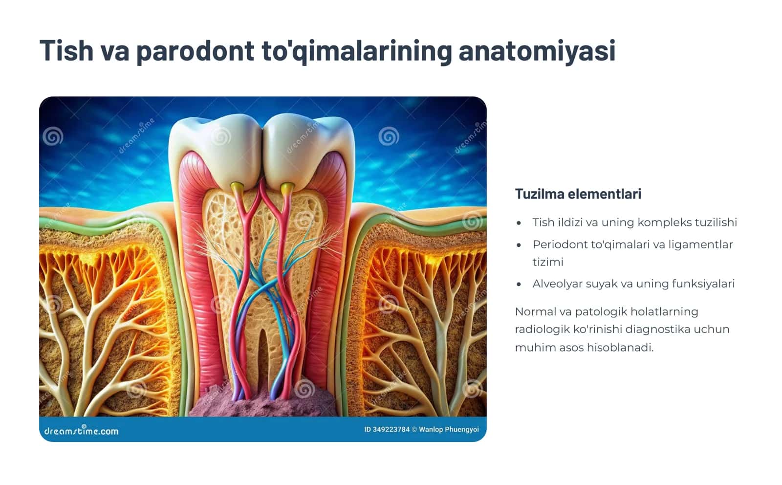 Odontoparodontogramma taxlili. 3