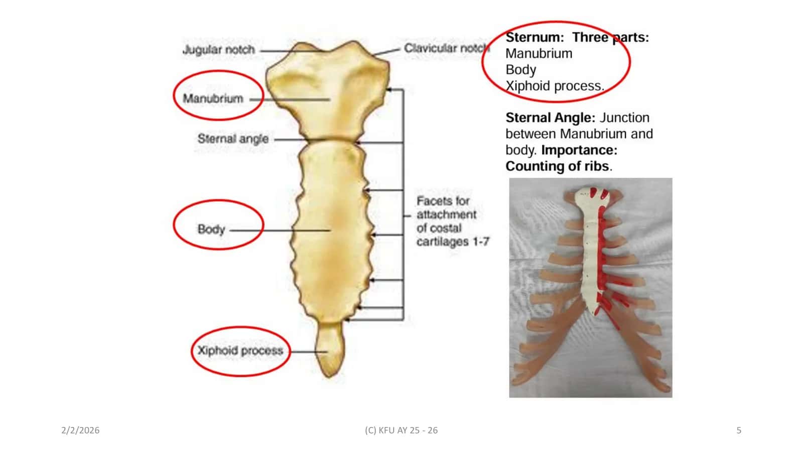 THORACIC MUSCLES 3