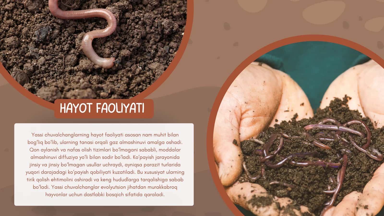 HALQALI CHUVALCHANGLAR MOLLYUSKALAR TIPI 3