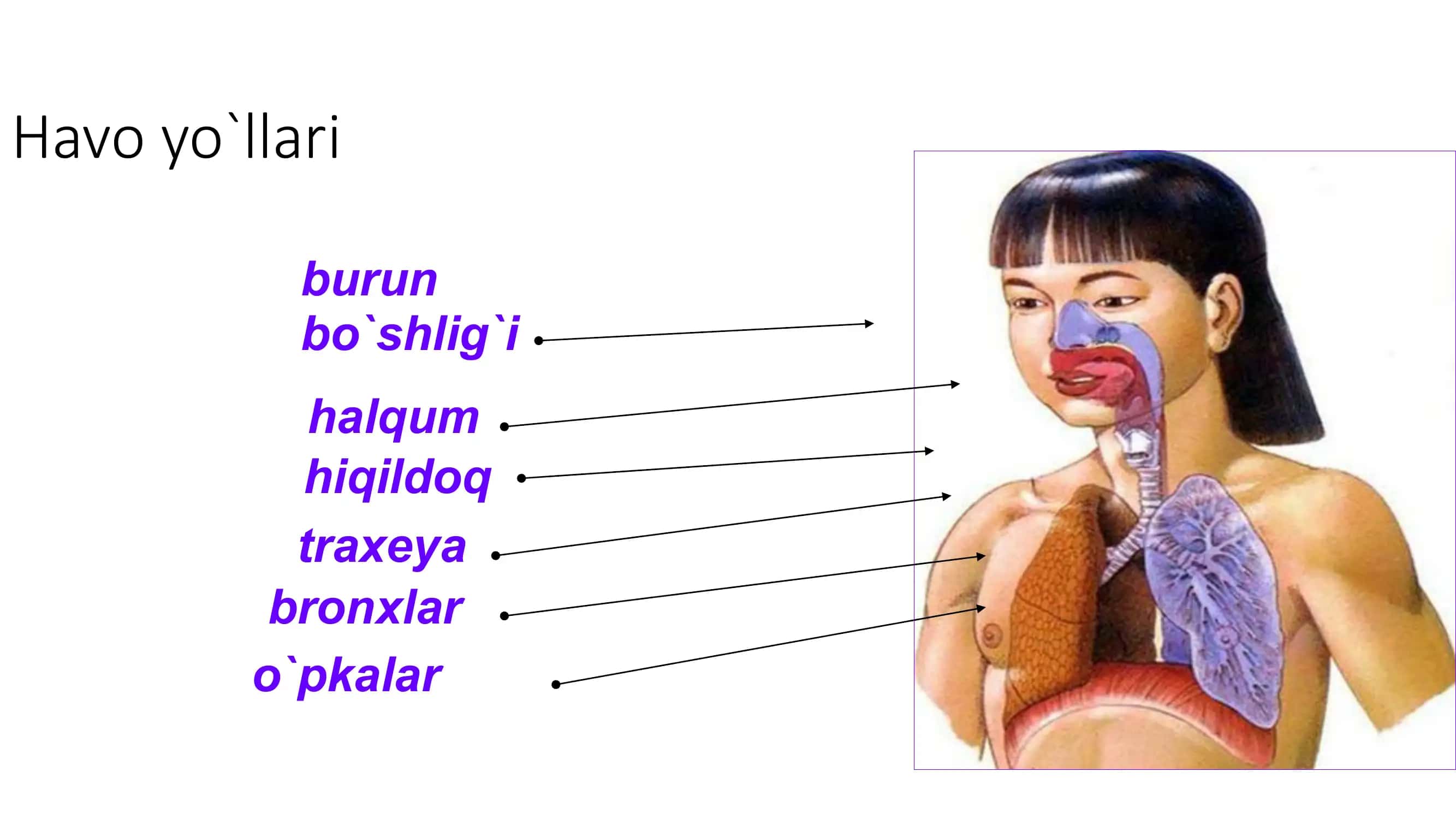 Nafas Olish 3