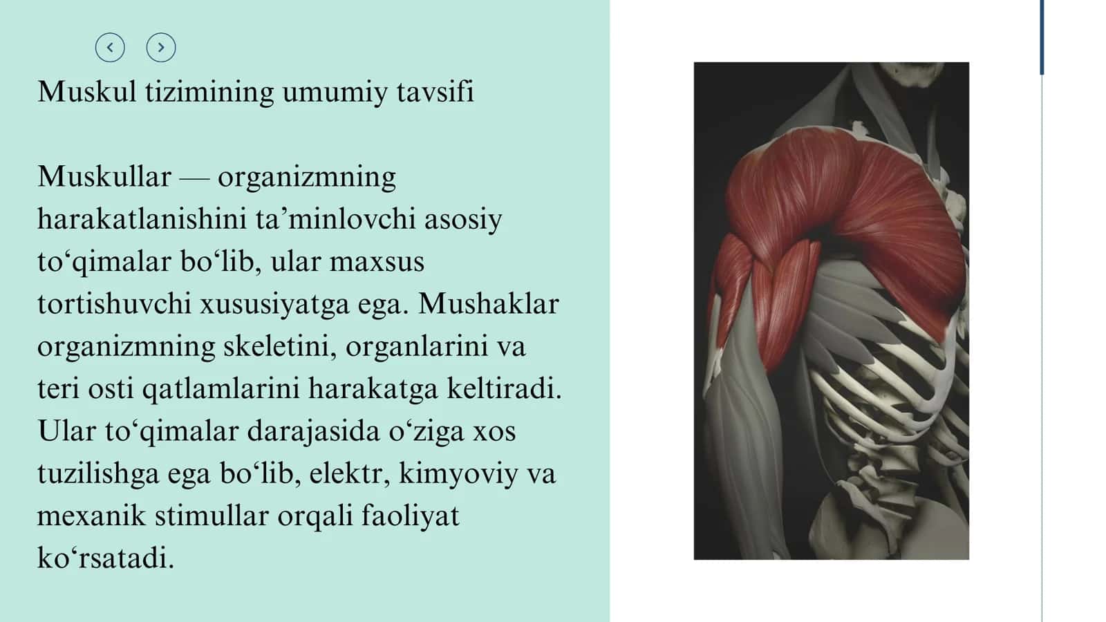 Mustaqil ishi: Muskulning fiziologiyasi va tekshirish usullari 3