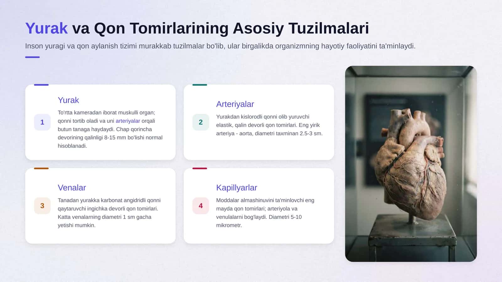 Inson yuragi va qon aylanish tizimi 3