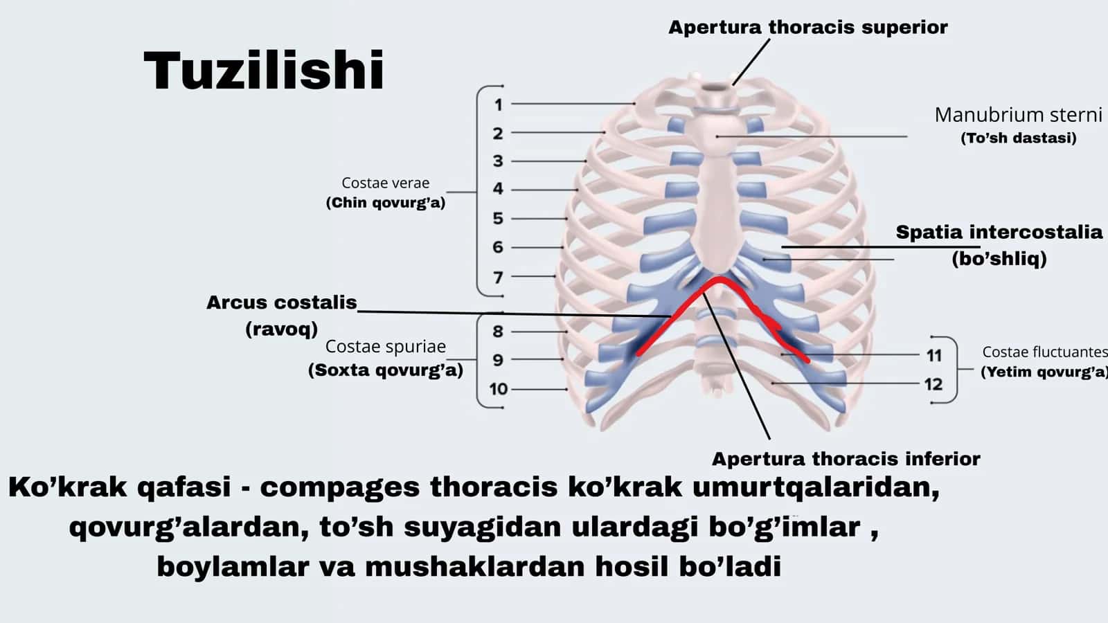Ko’krak qafasi 3
