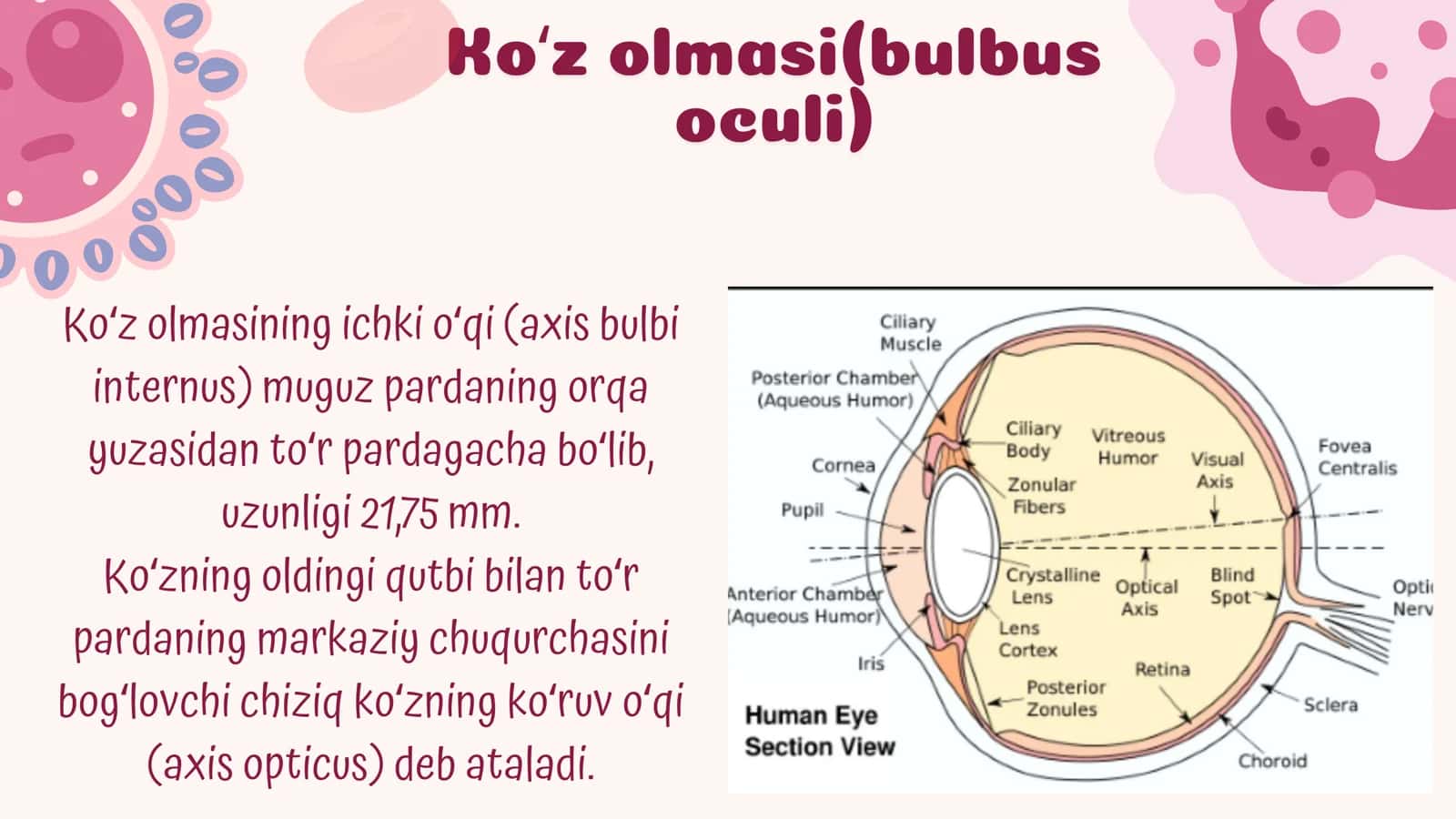 Koʻrish aʼzosi 3