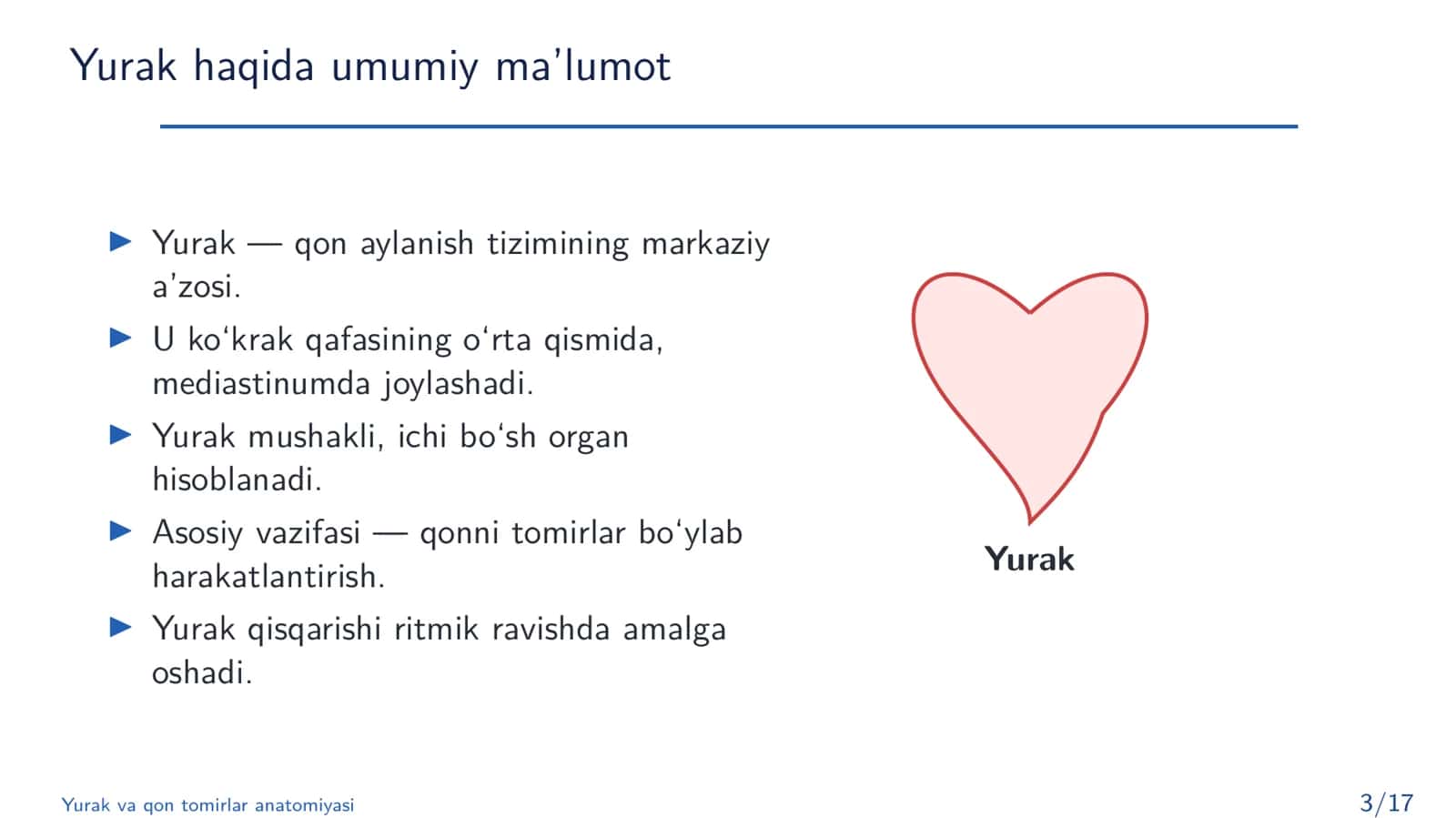 Yurak va qon tomirlar anatomiyasi 3