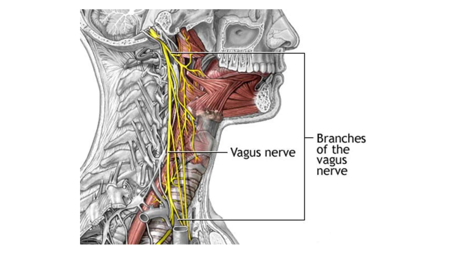 Nervus Vagus anatomiyasi 3
