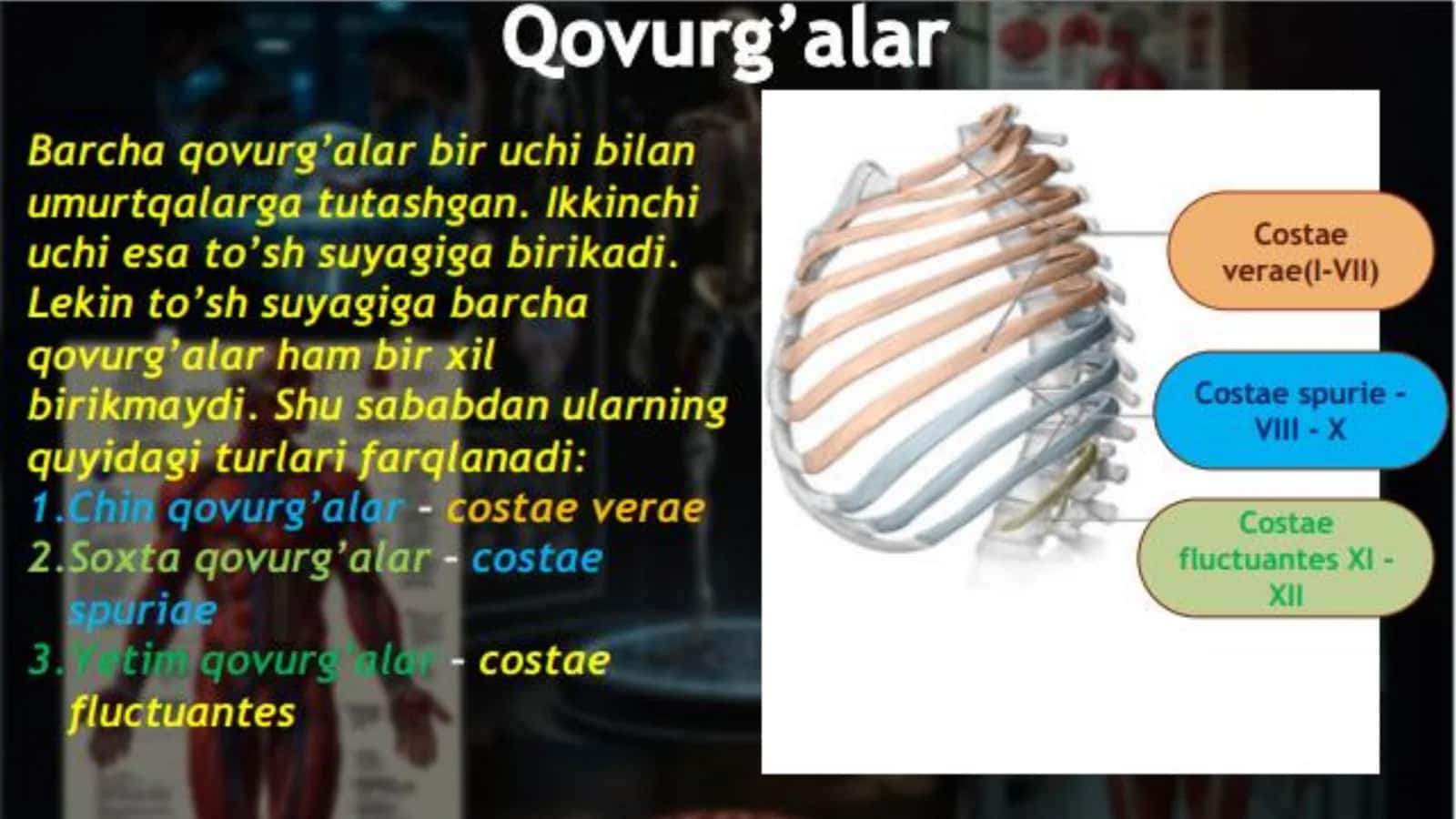 Qovurg‘alar, to‘sh suyagi va ko‘krak qafasi, ularning yoshga doir xususiyatlari. M.Matyakubov 3