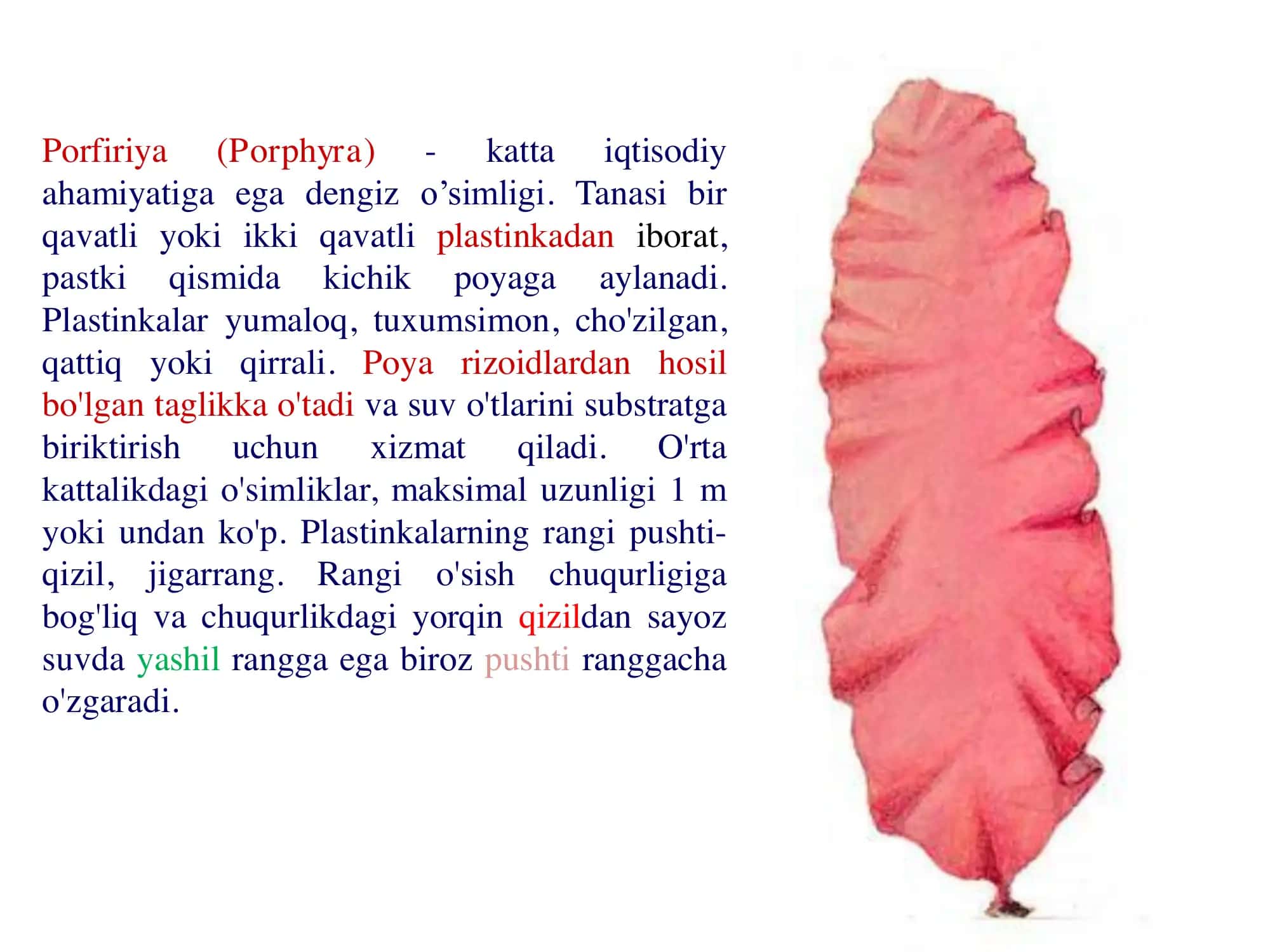 Qizil suvo'tlar Rhodophyta 3