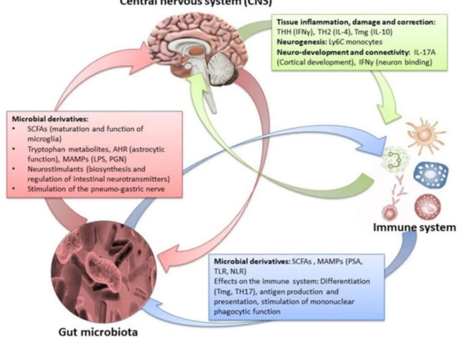 Systems, Diseases and Symptoms 3