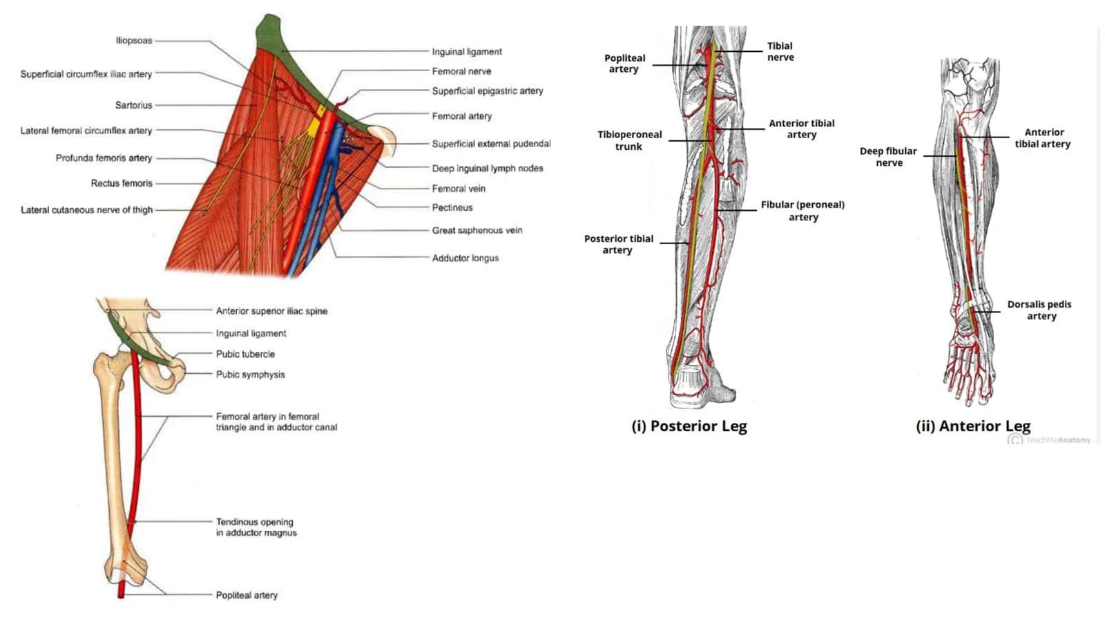 BLOOD SUPPLY OF UPPER AND LOWER LIMB 3