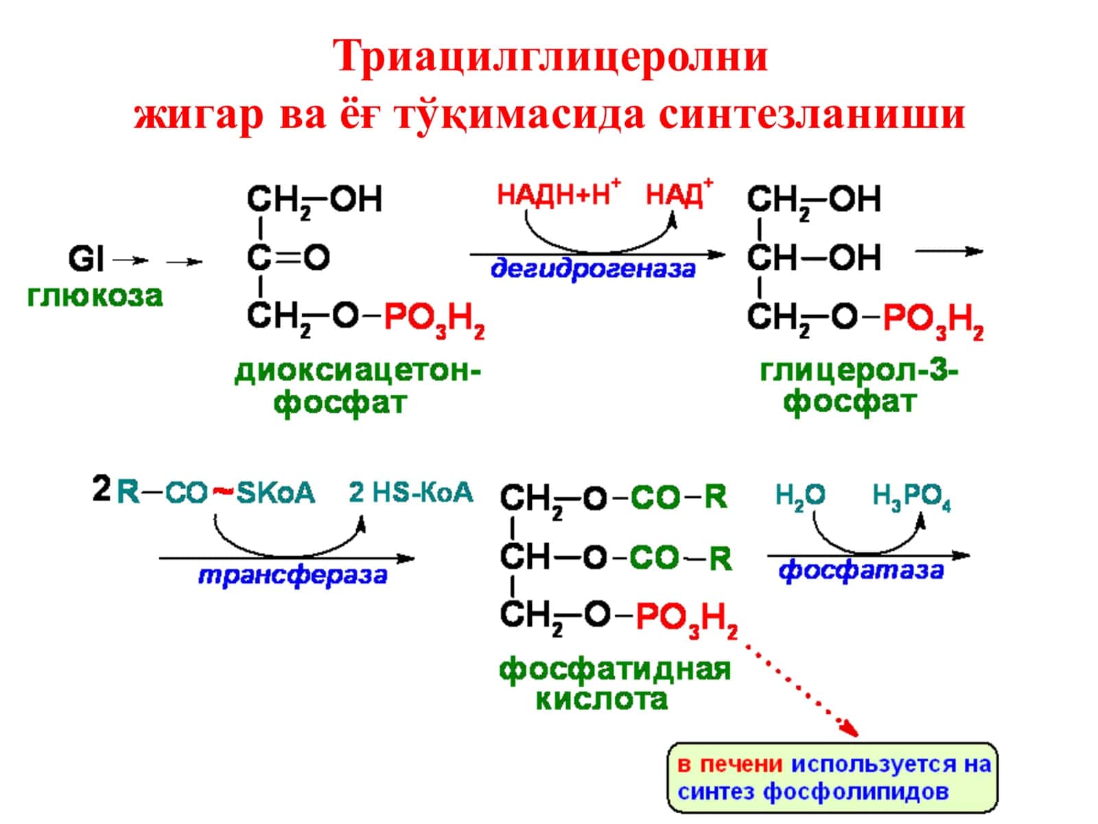 Ёғларнинг оралиқ алмашинуви 3
