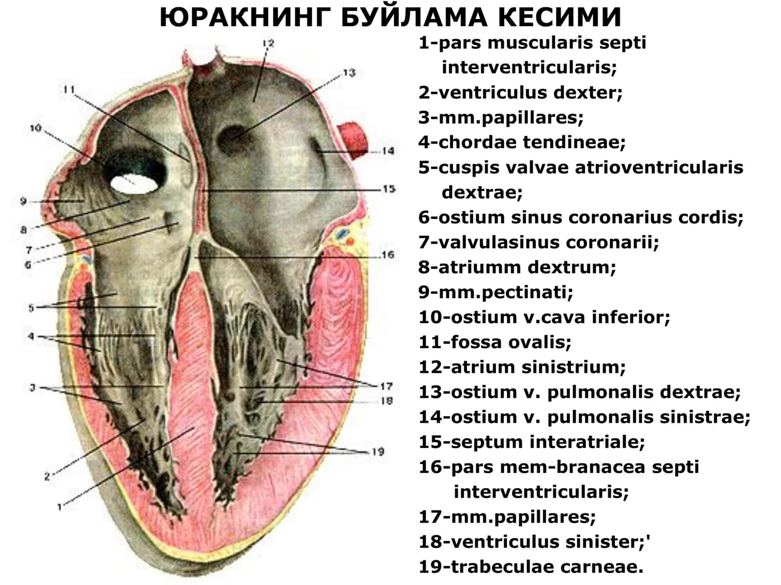 ЮРАК АНАТОМИЯСИ 3