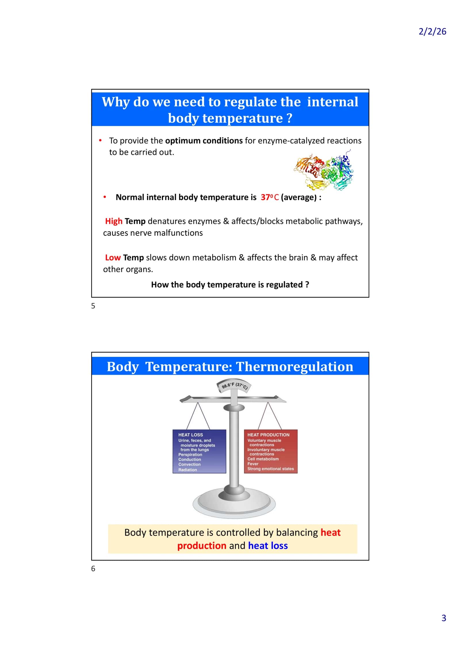 Temperature Regulation of the Body 3