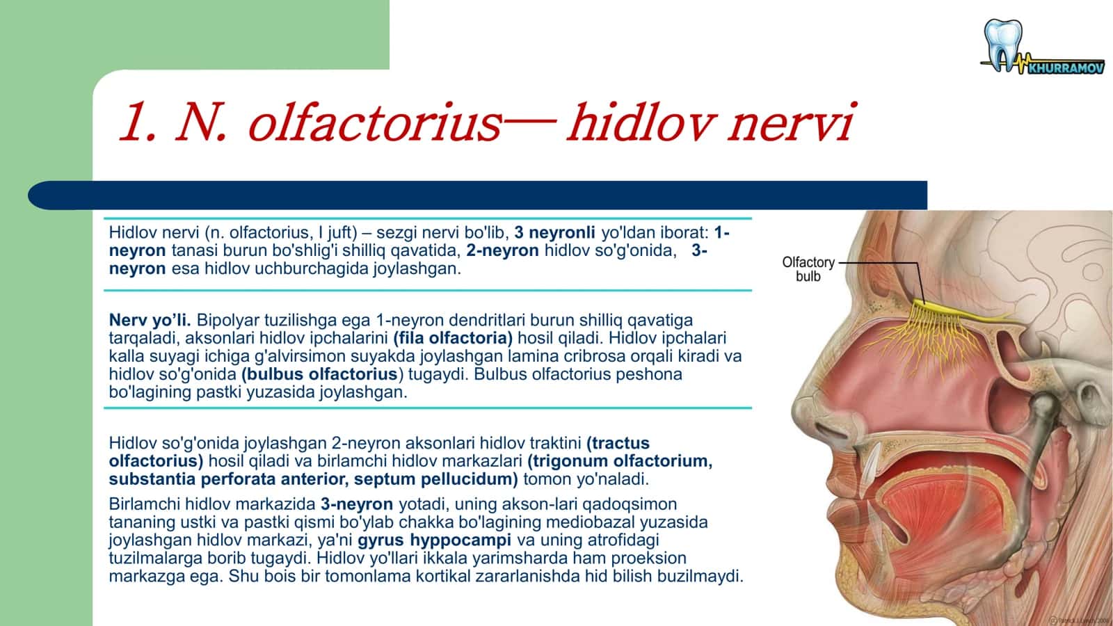 12- juft bosh miya nervlari 3