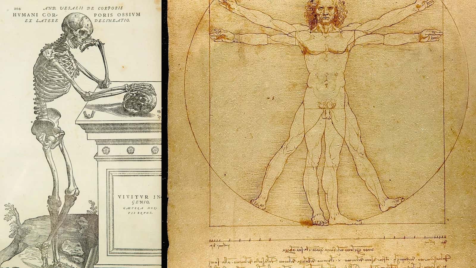 Anatomiya (Anatomiya — ayrim aʼzolar, sistemalar va butun organizmning shakli va tuzilishini oʻrganadigan fan) 3