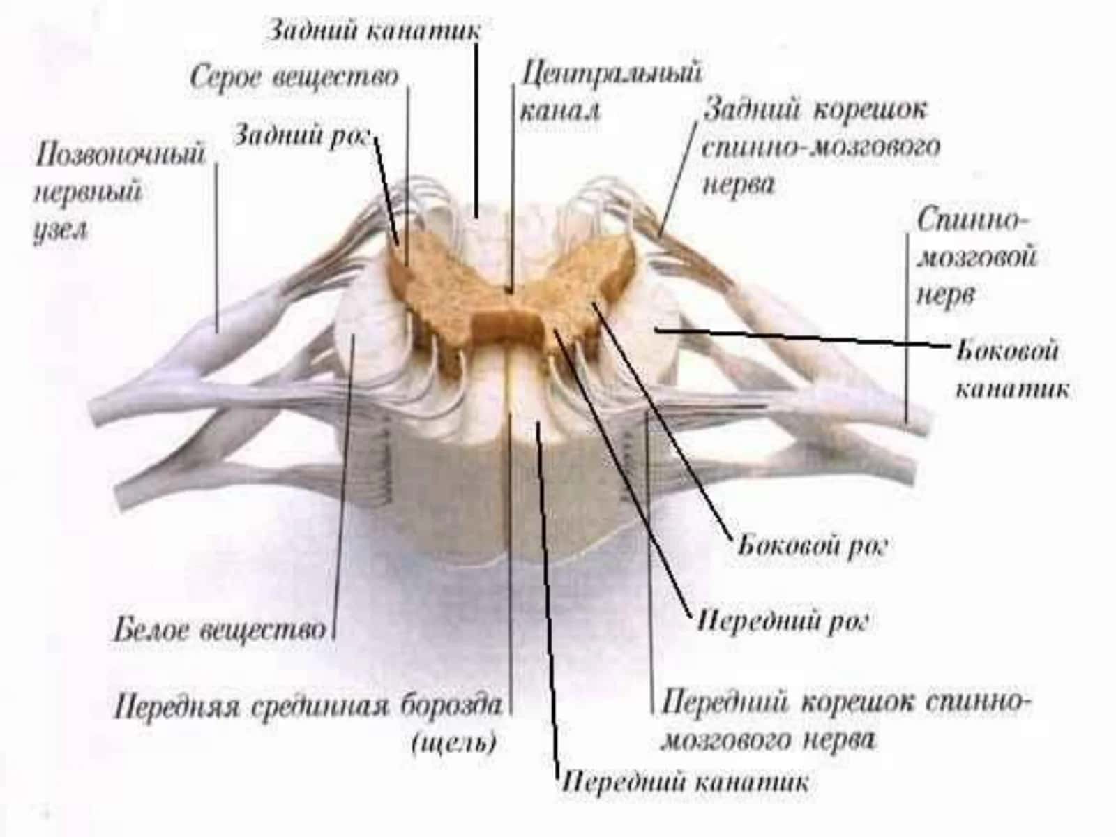 Orqa miya, miya asoslari 3