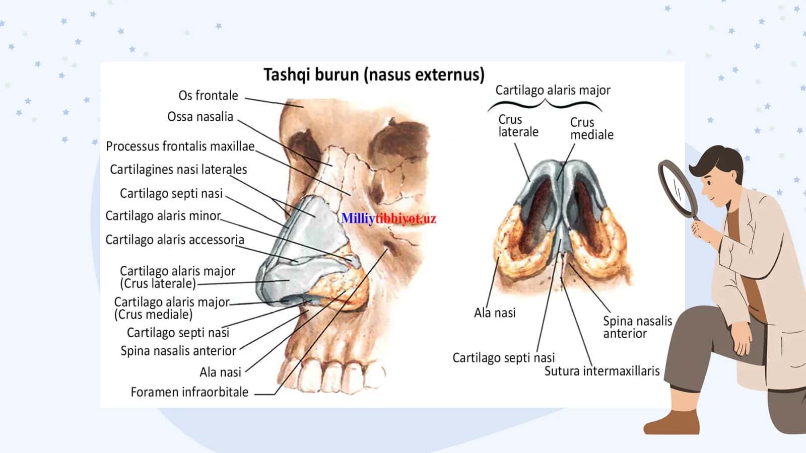 Nafas olish anatomiya va fiziologiyasi 3