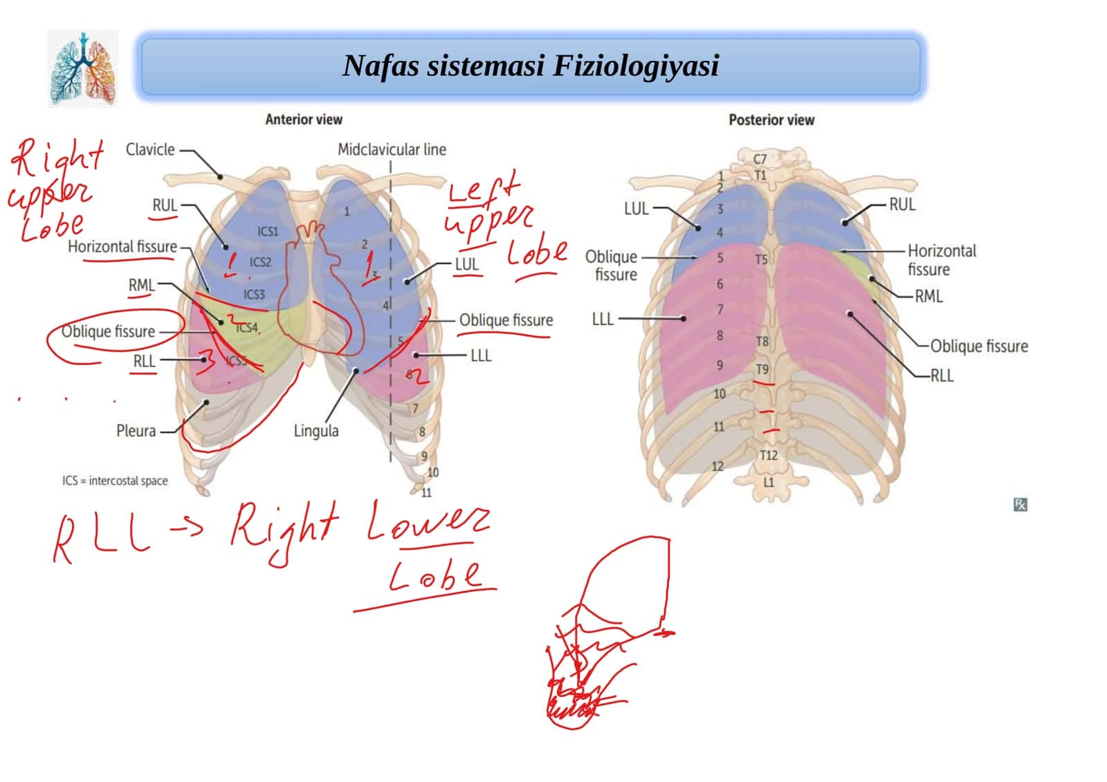 Nafas sistemasi Fiziologiyasi 3