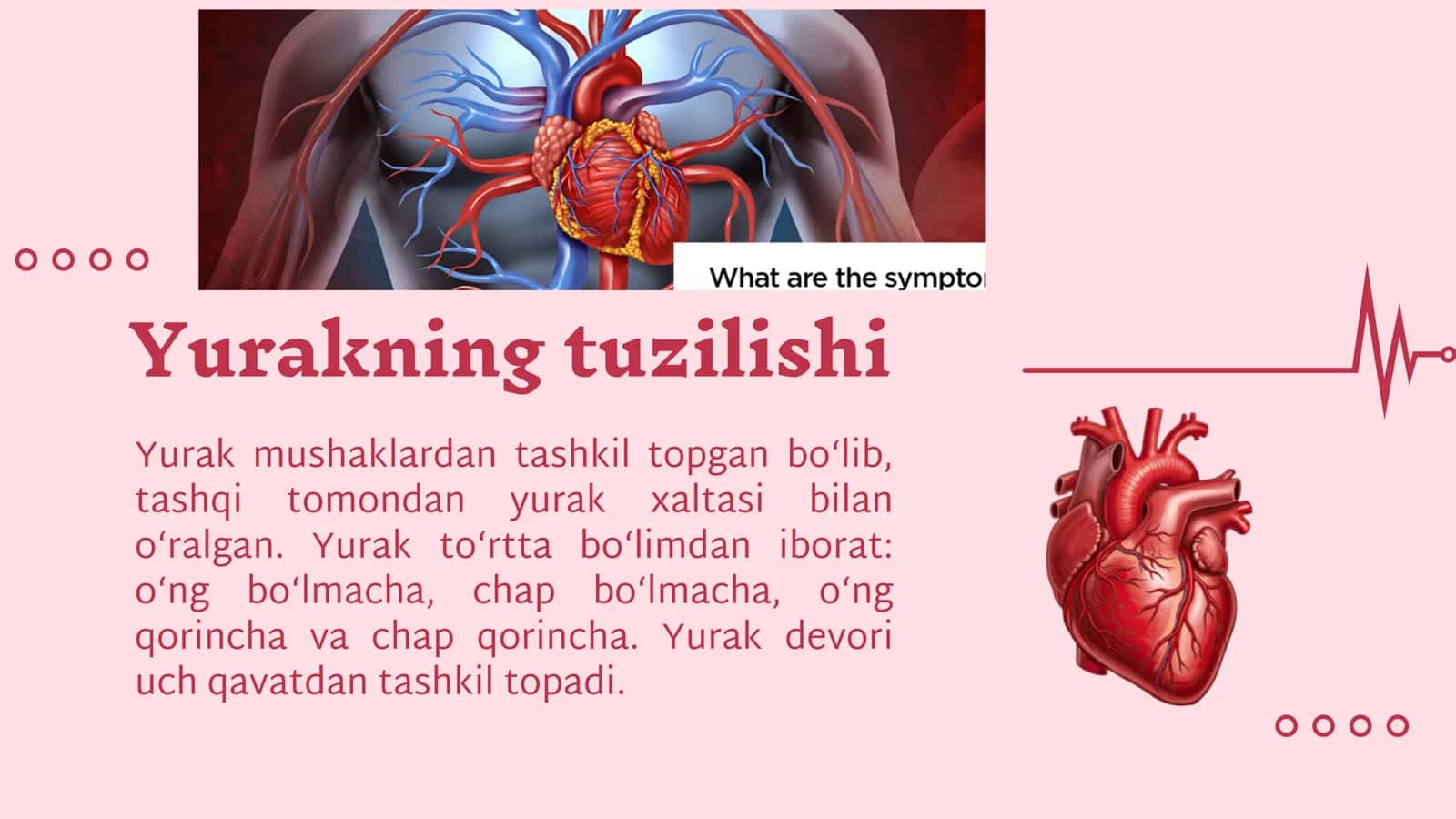 Biologiya fanidan “Yurak” mavzusida prezentatsiya 3