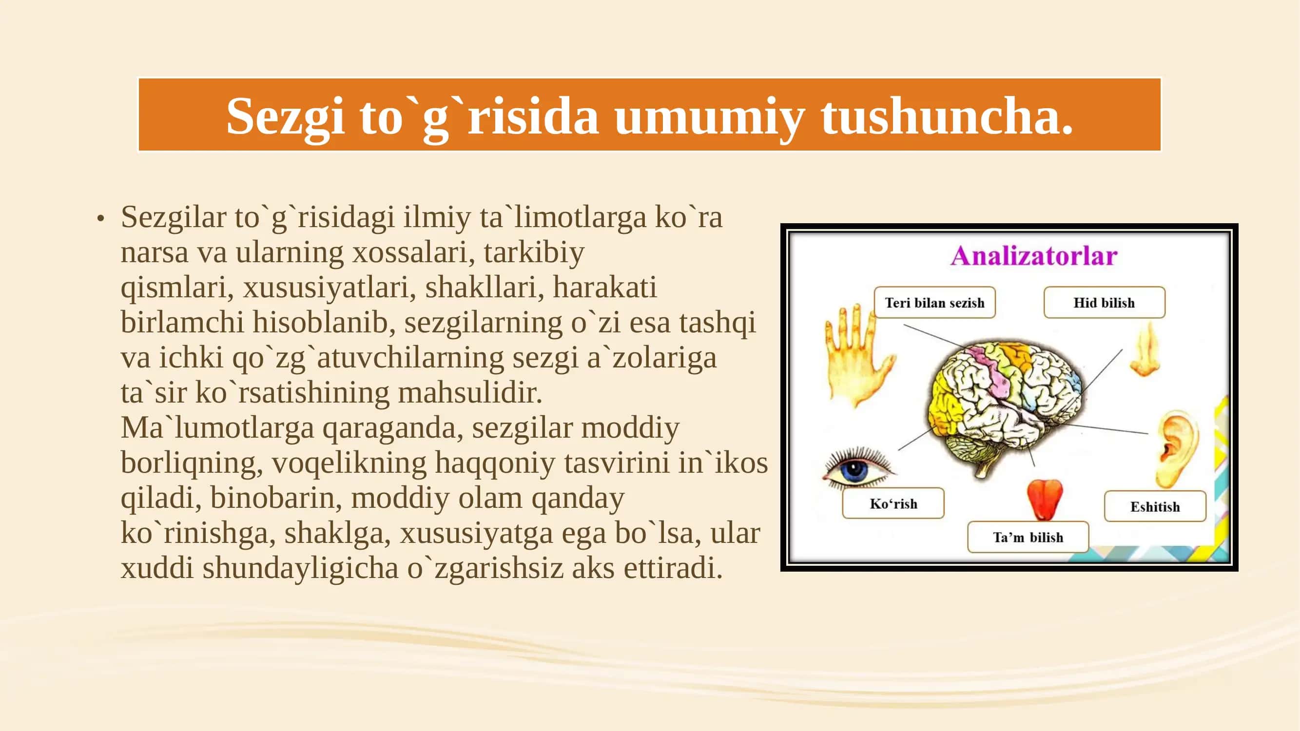 Sezgi nerv-feziologik asoslari 3