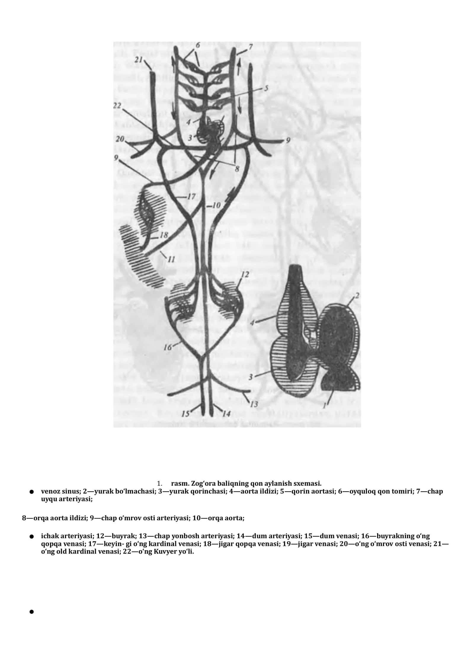 Aʼzolar sistemasi ontofilogenezi: teri, skelet , nerv, qon aylanish, endokrin , ayirish sistemasi. 3