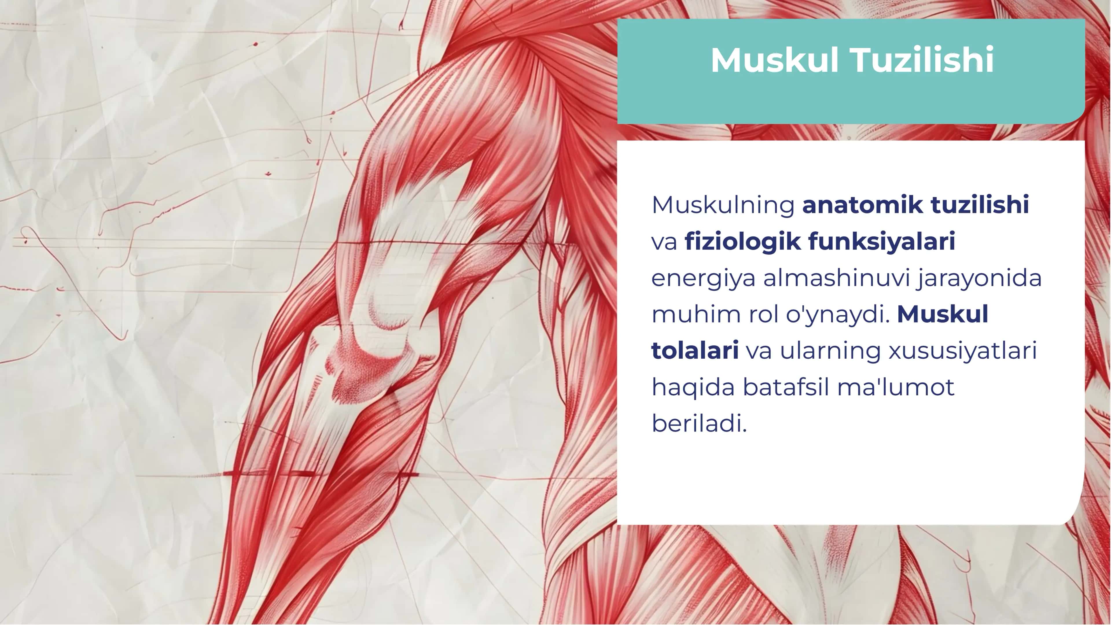 Muskullarda energiya almashinuvi va charchash mexanizimlari 3