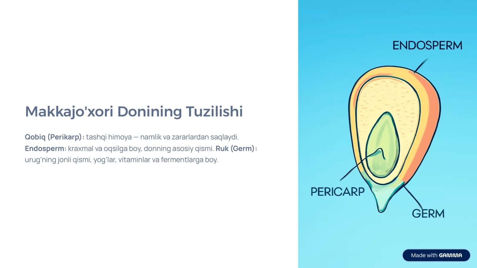 Makkajo'xori Donining Anatomik Tuzilishi va Yorma Ishlab Chiqarishdagi Ahamiyati 3