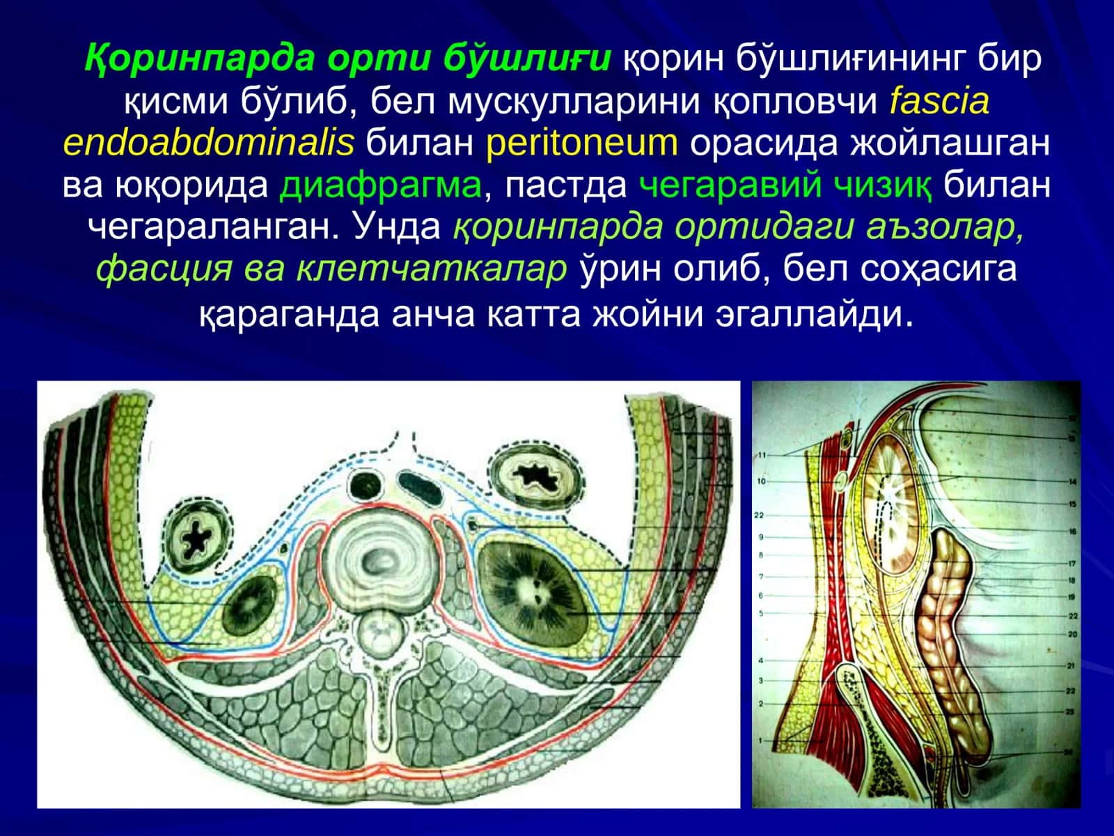 Қоринпарданинг Жарроҳлик Анатомияси 3
