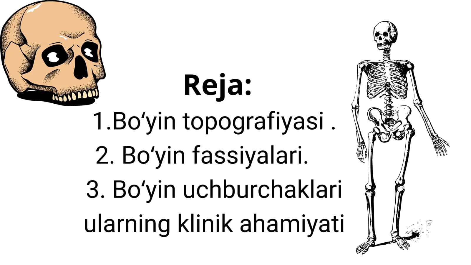 Boʻyin topografiyasi va fassiyalar. Uchburchaklar va ularning ahamiyati 3