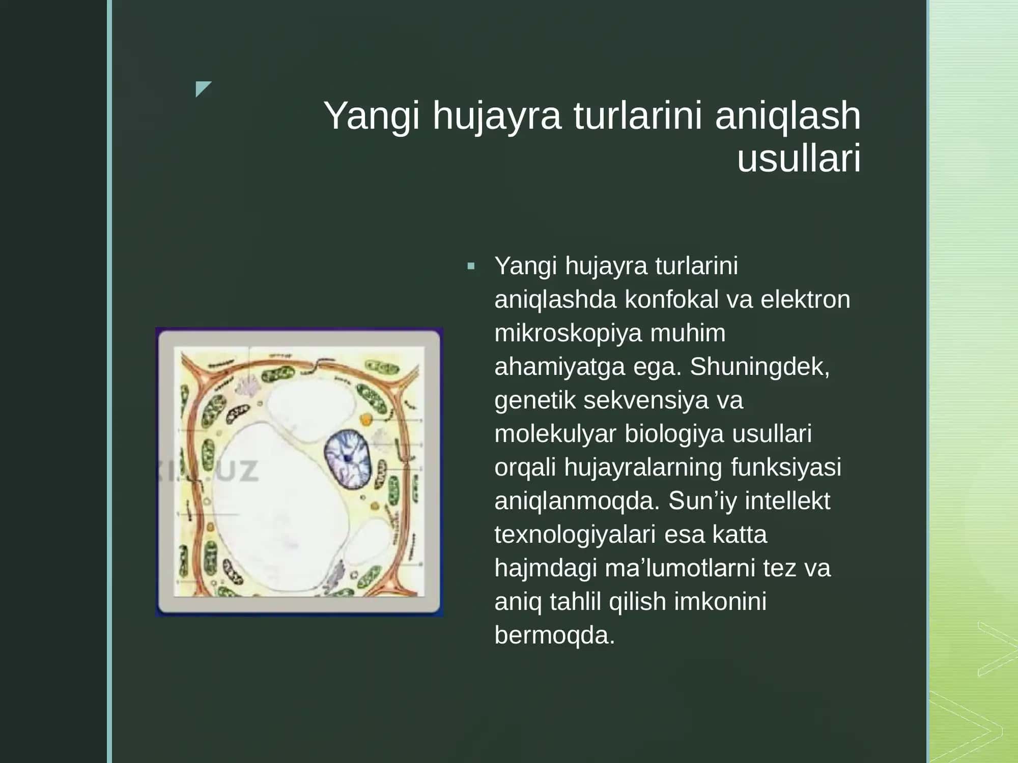 So‘nggi yillarda ochilgan yangi hujayra turlari va ularning xususiyatlari 3