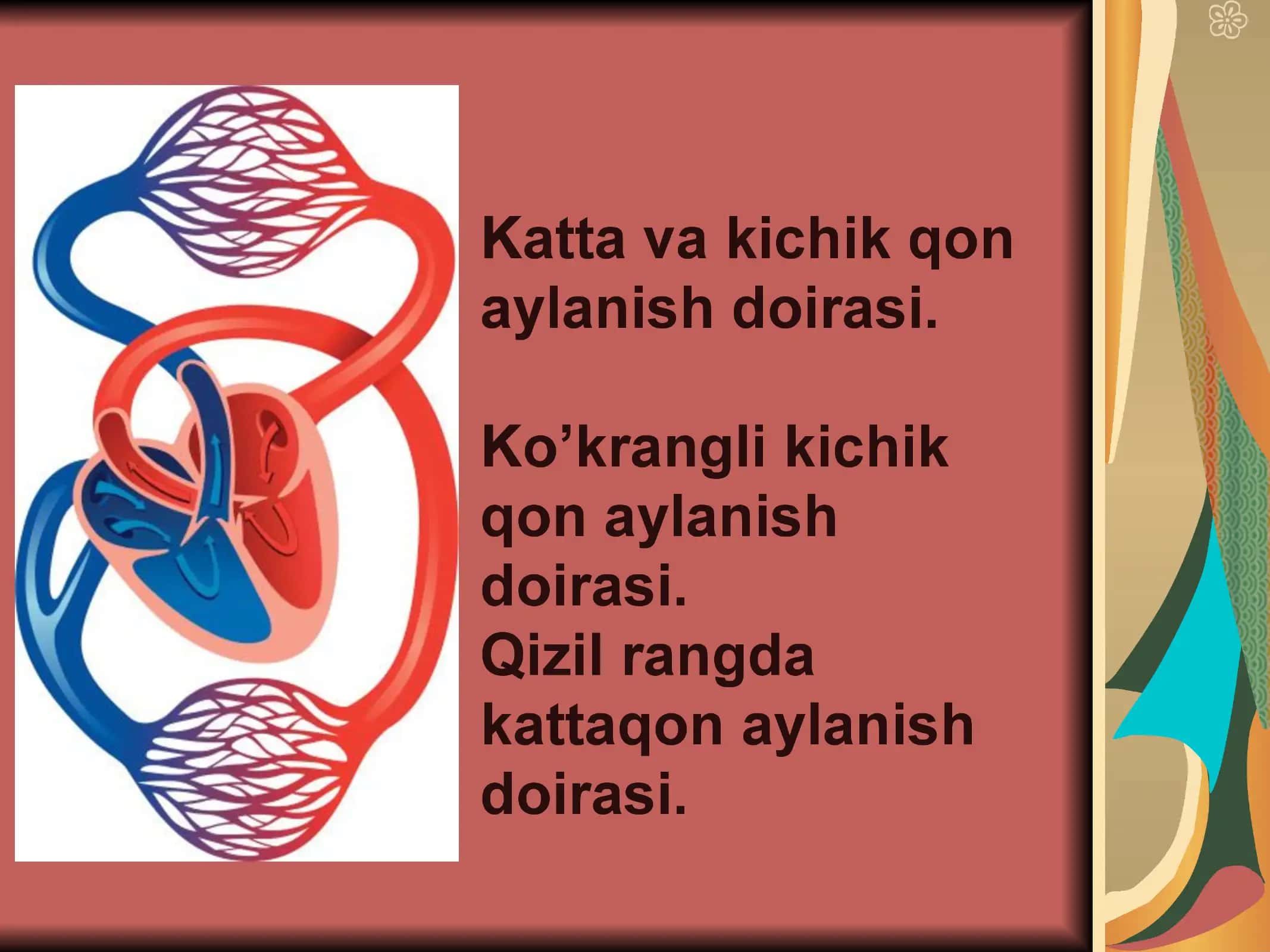 Qon aylanish sistemasi 3