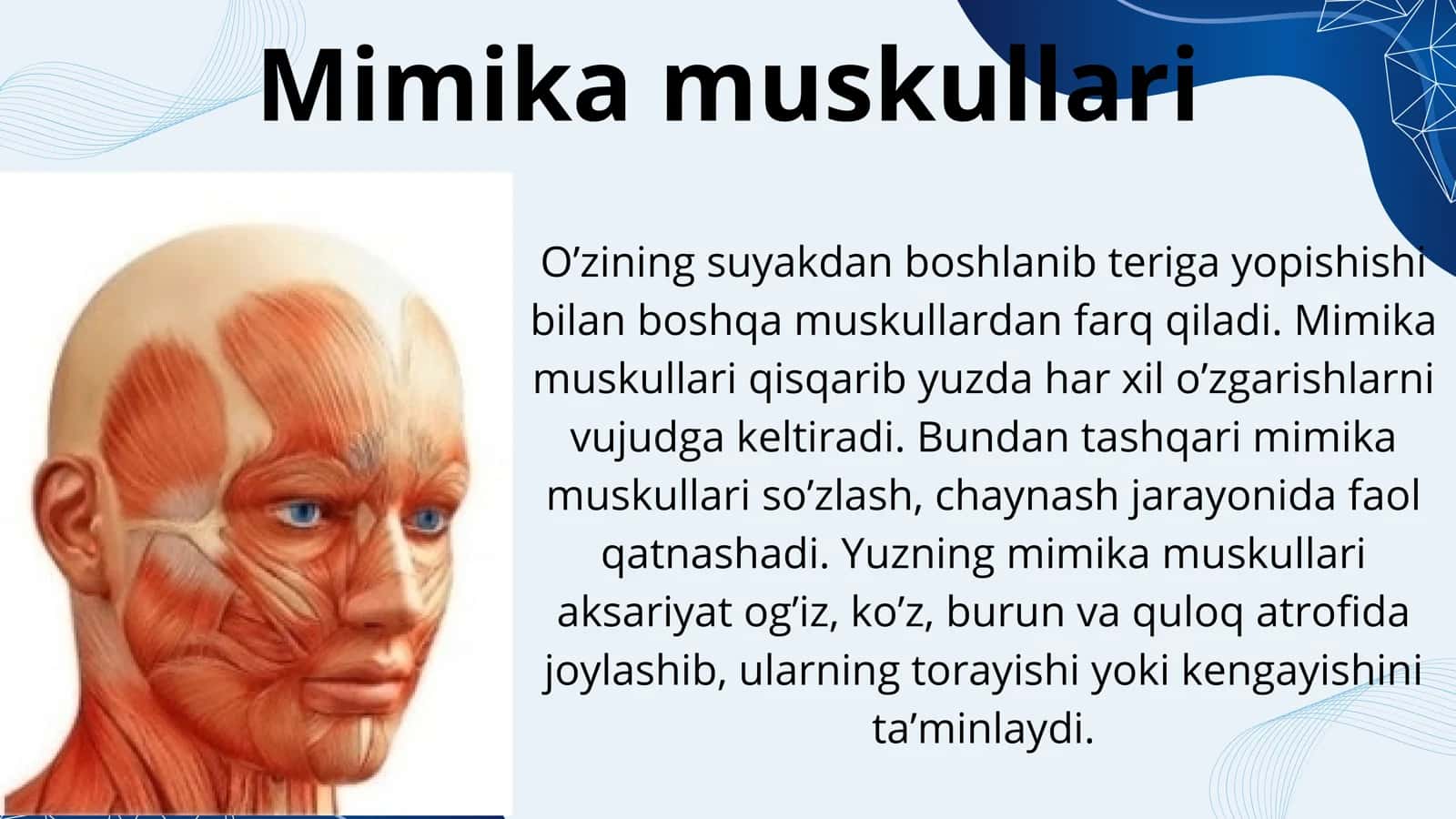 Bosh muskullari chaynash va mimika 3