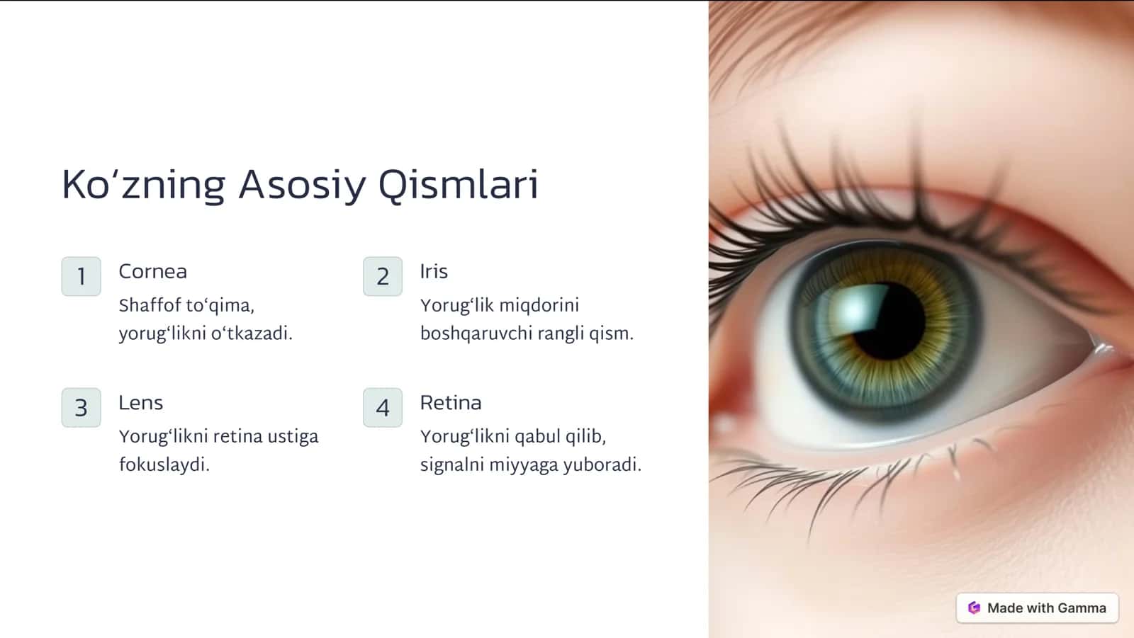 Koʻzning Optik Tizimi va Yorugʻlikka Tasiri 3