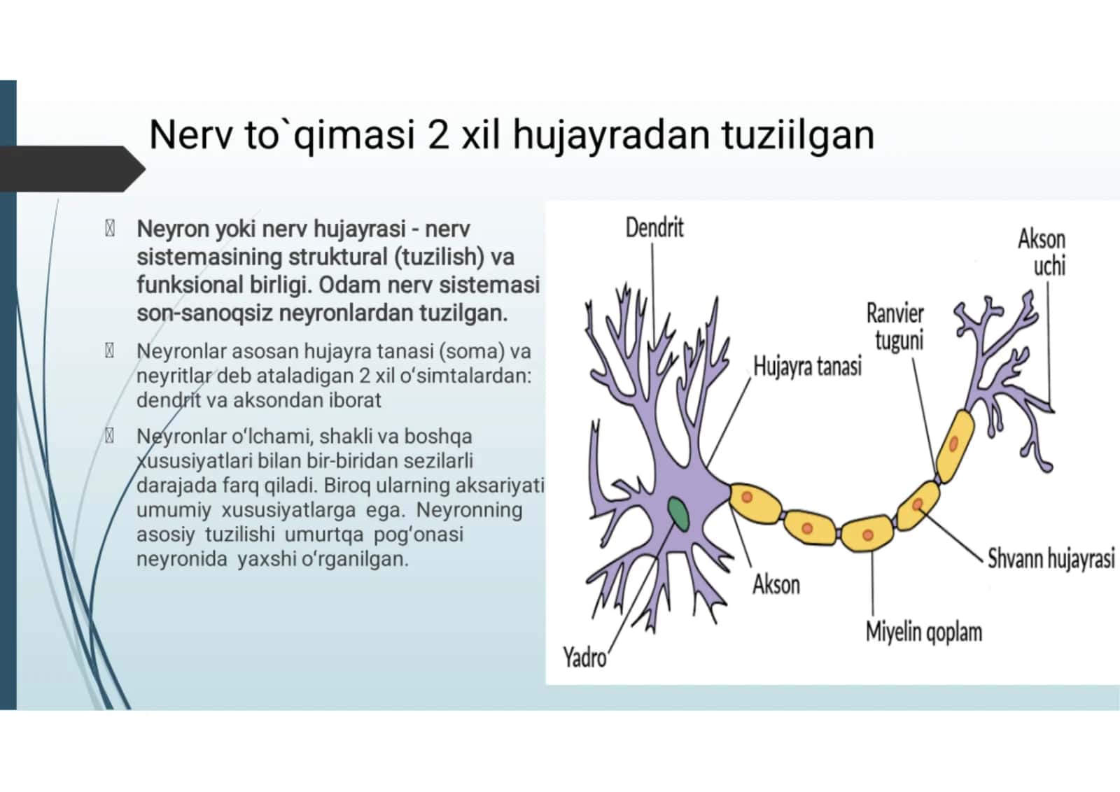 Normal fiziologiya: nerv tolalari va sinapslar fiziologiyasi 3