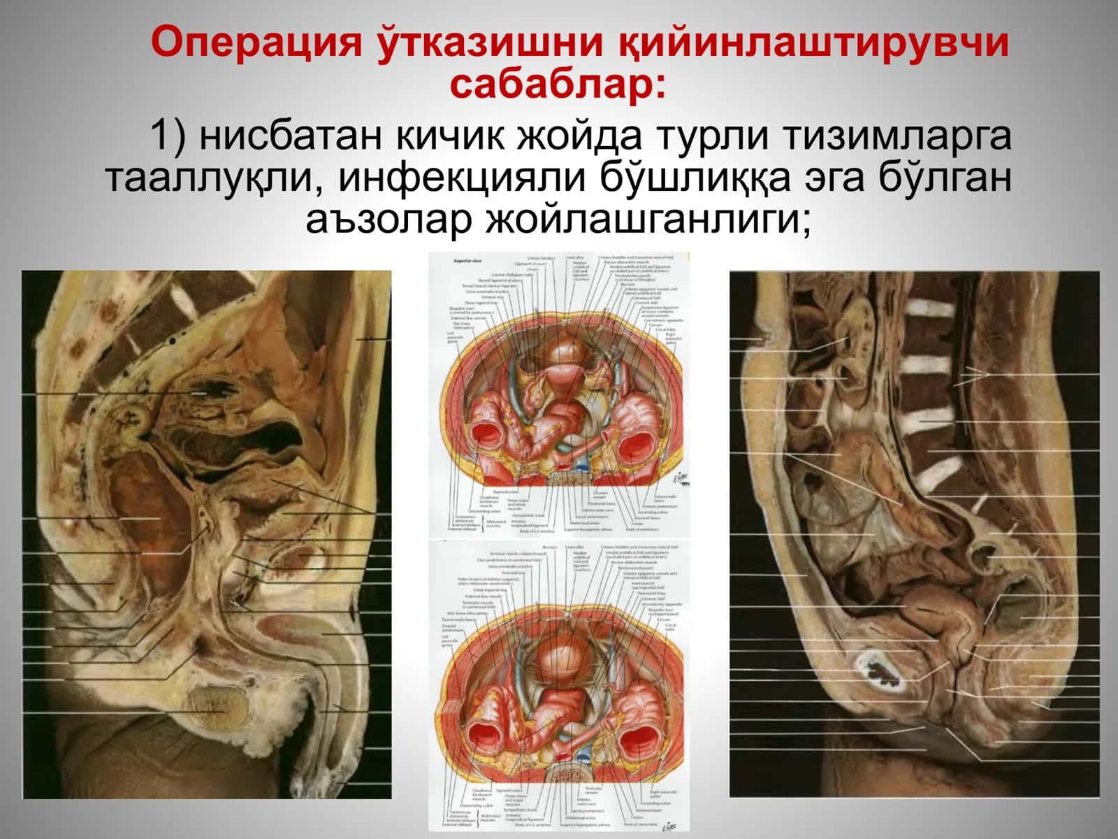 ТОС СОҲАСИ ТОПОГРАФИК АНАТОМИЯСИ 3