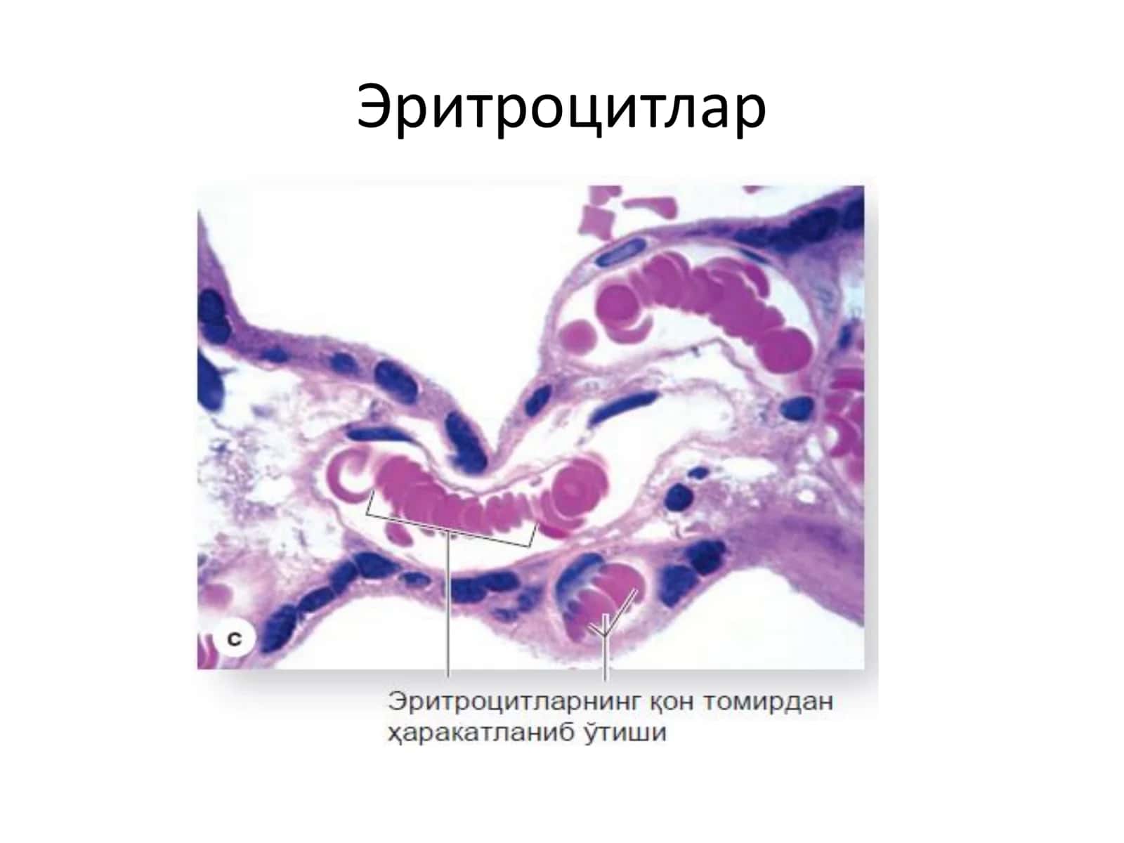 Лейкоцитлар 3