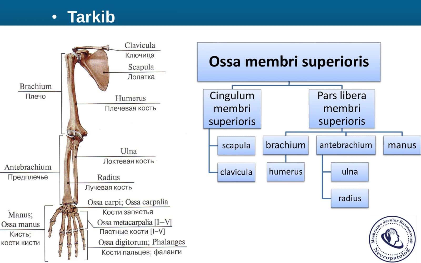 Qolning Erkin Suyaklari Yelka Bilak Tirsak Anatomiya 3