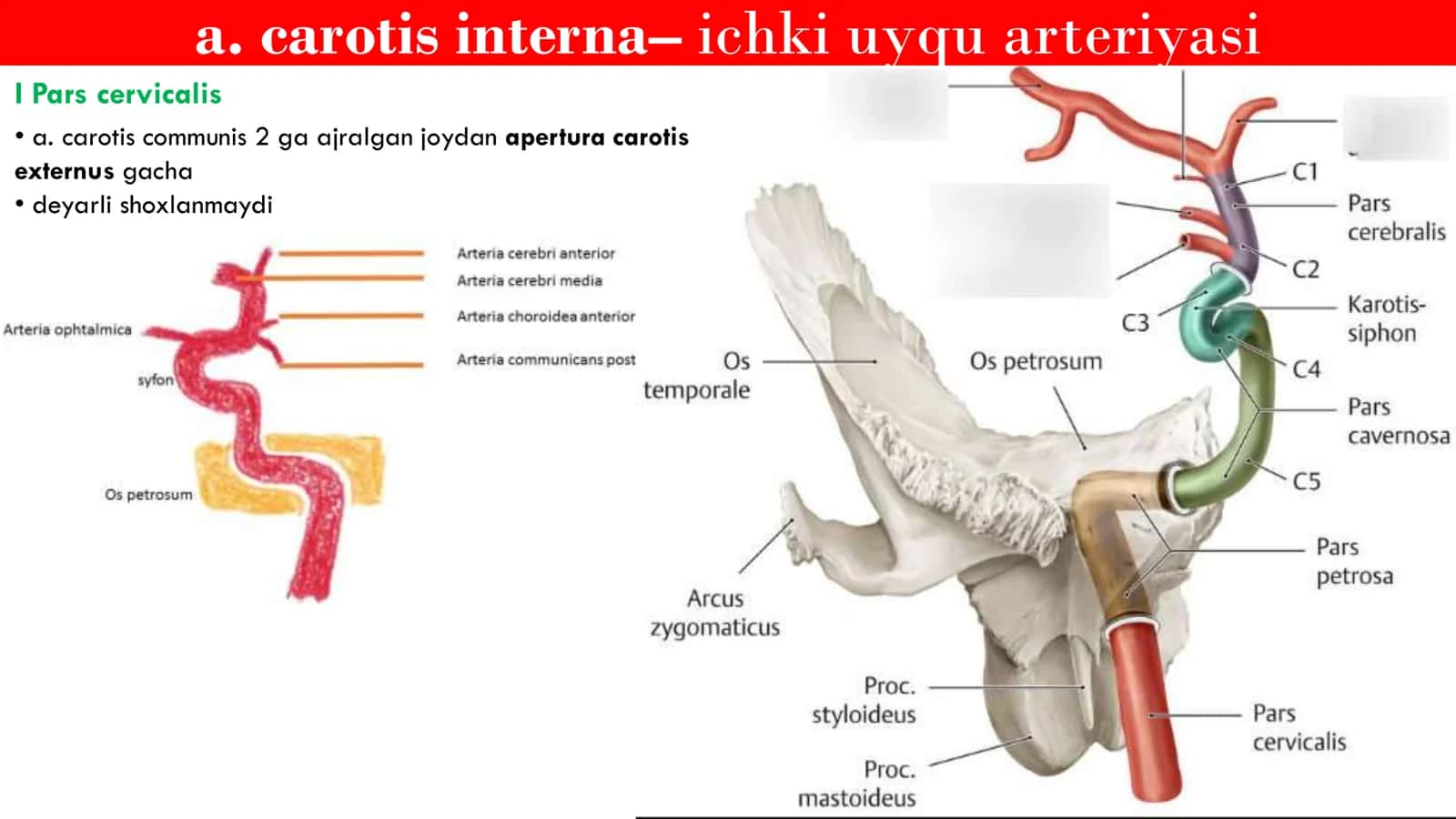 Angiologiya Uyqu Arteriyalari 3
