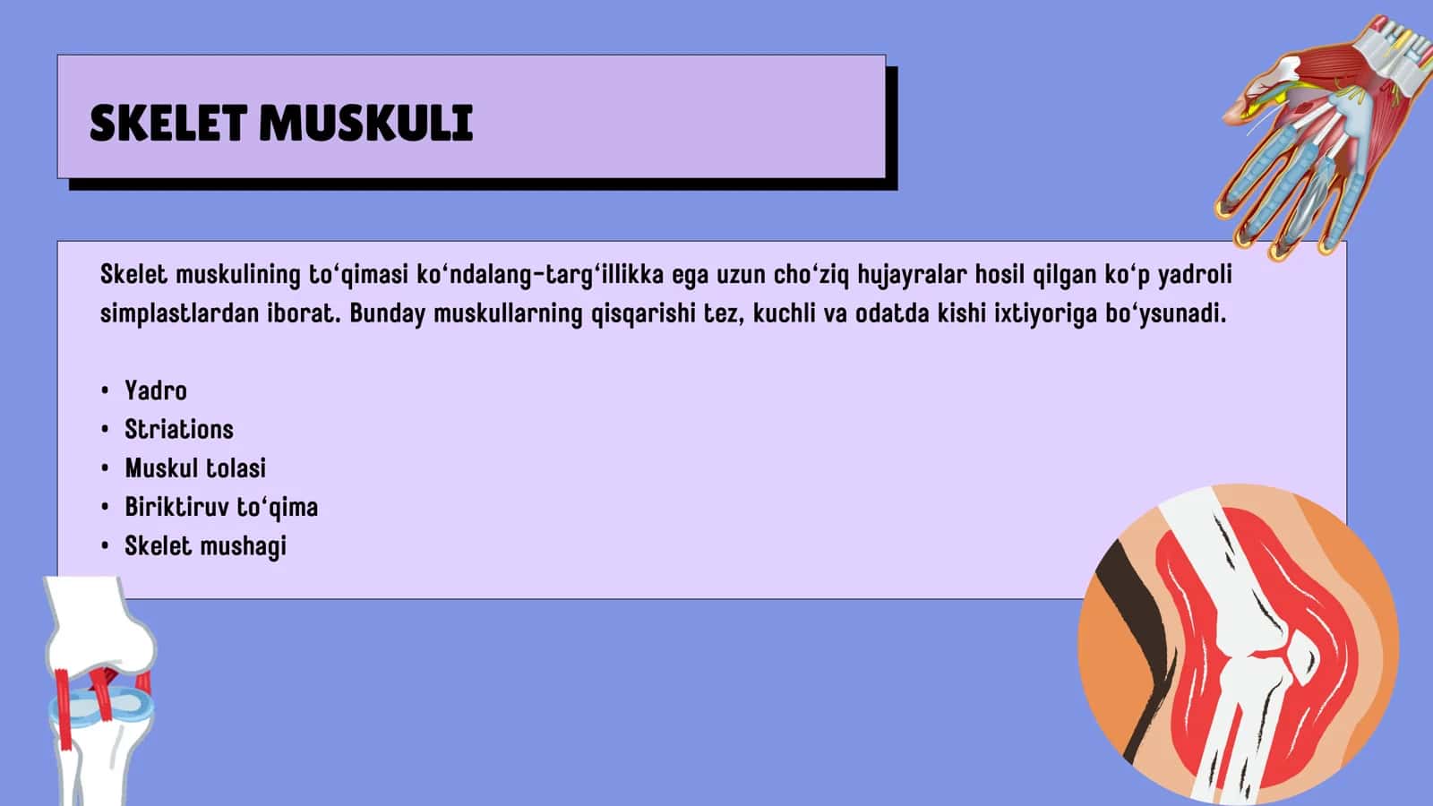 Kondalang targil va silliq mushaklarning qisqarish mexanizmi 3