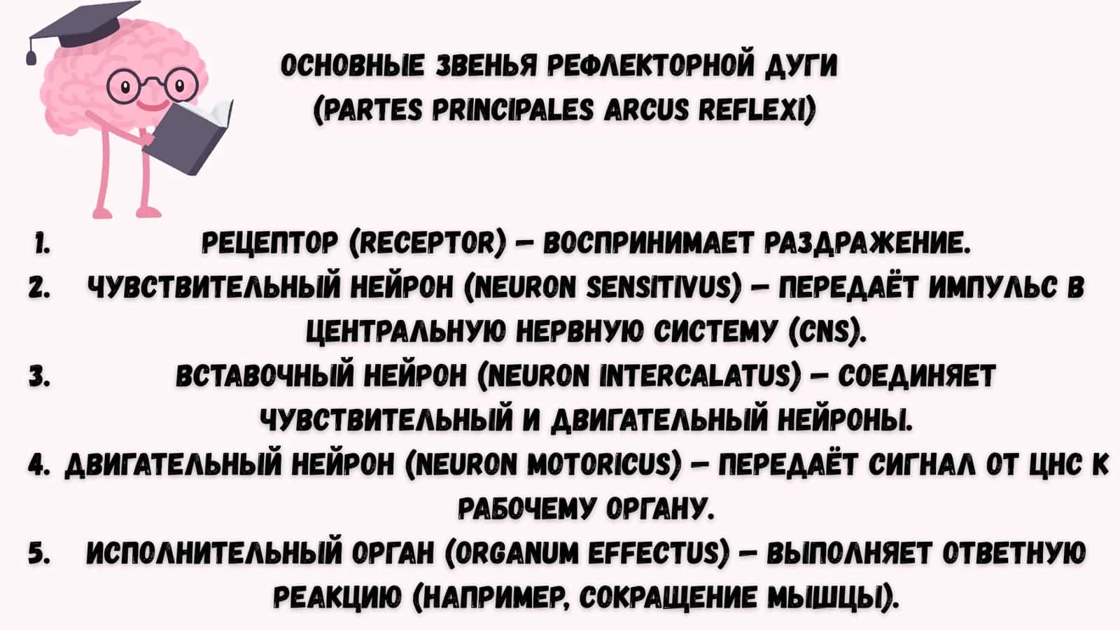 Простая рефлекторная дуга 3