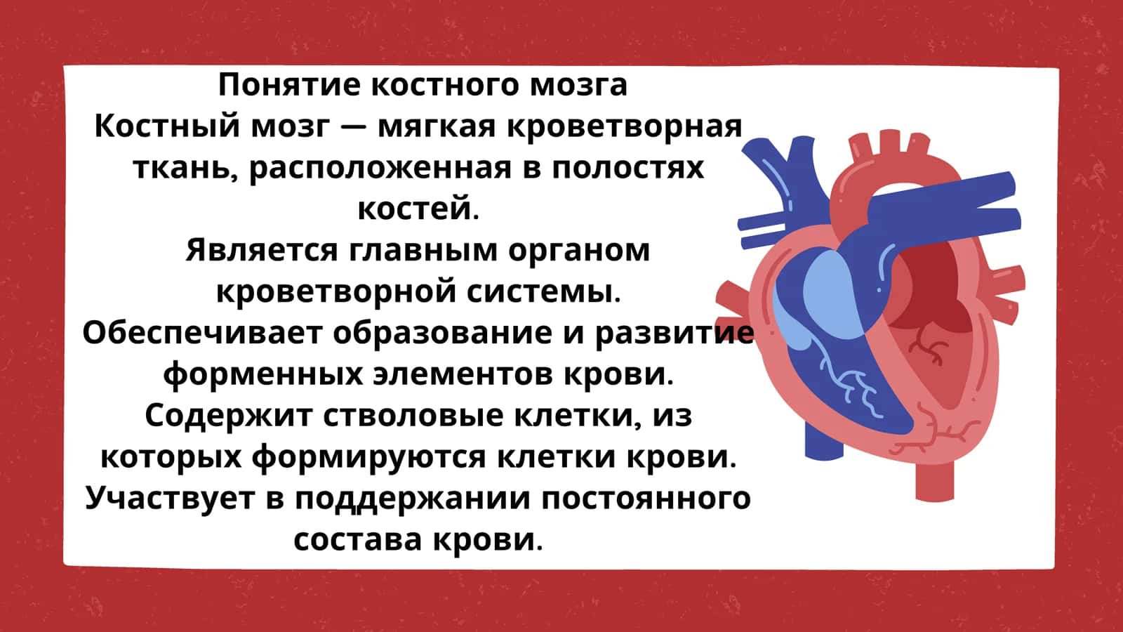 Костный мозг: развитие, структура, функции 3
