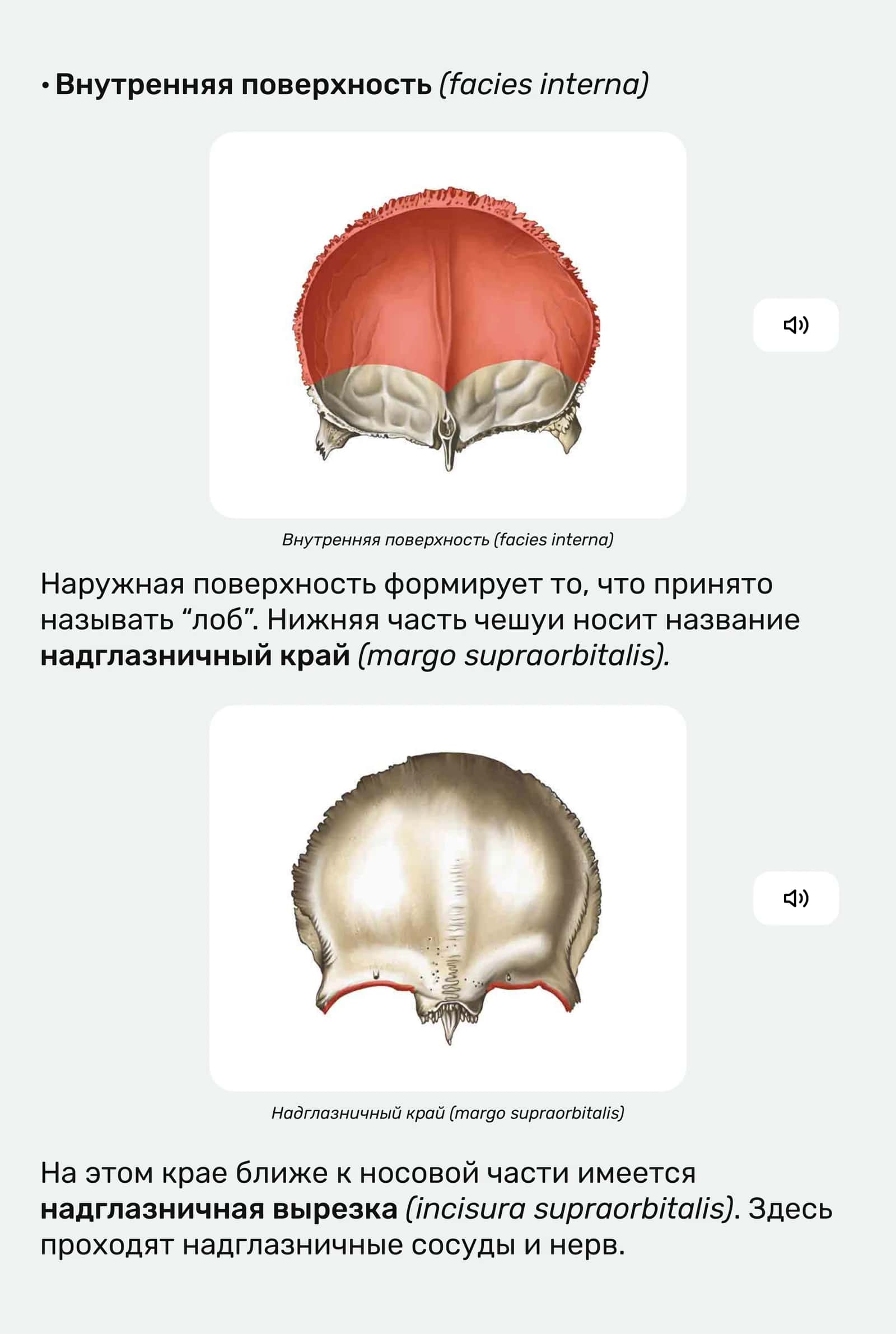 Лобная кость (os frontale) 3