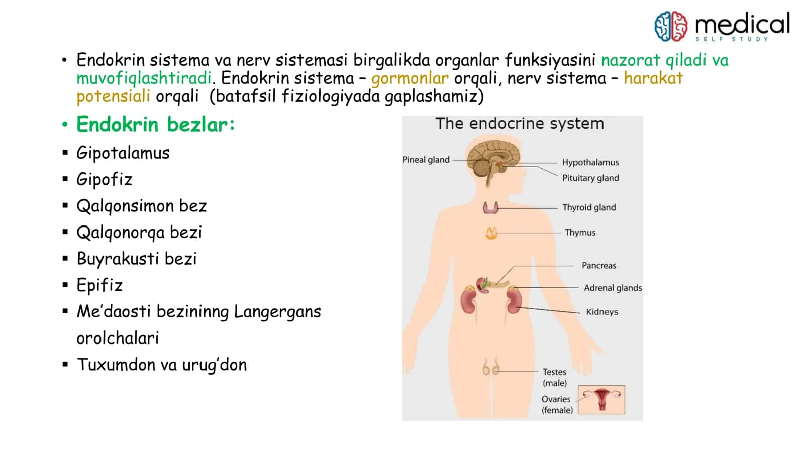 Endokrinologiya 3